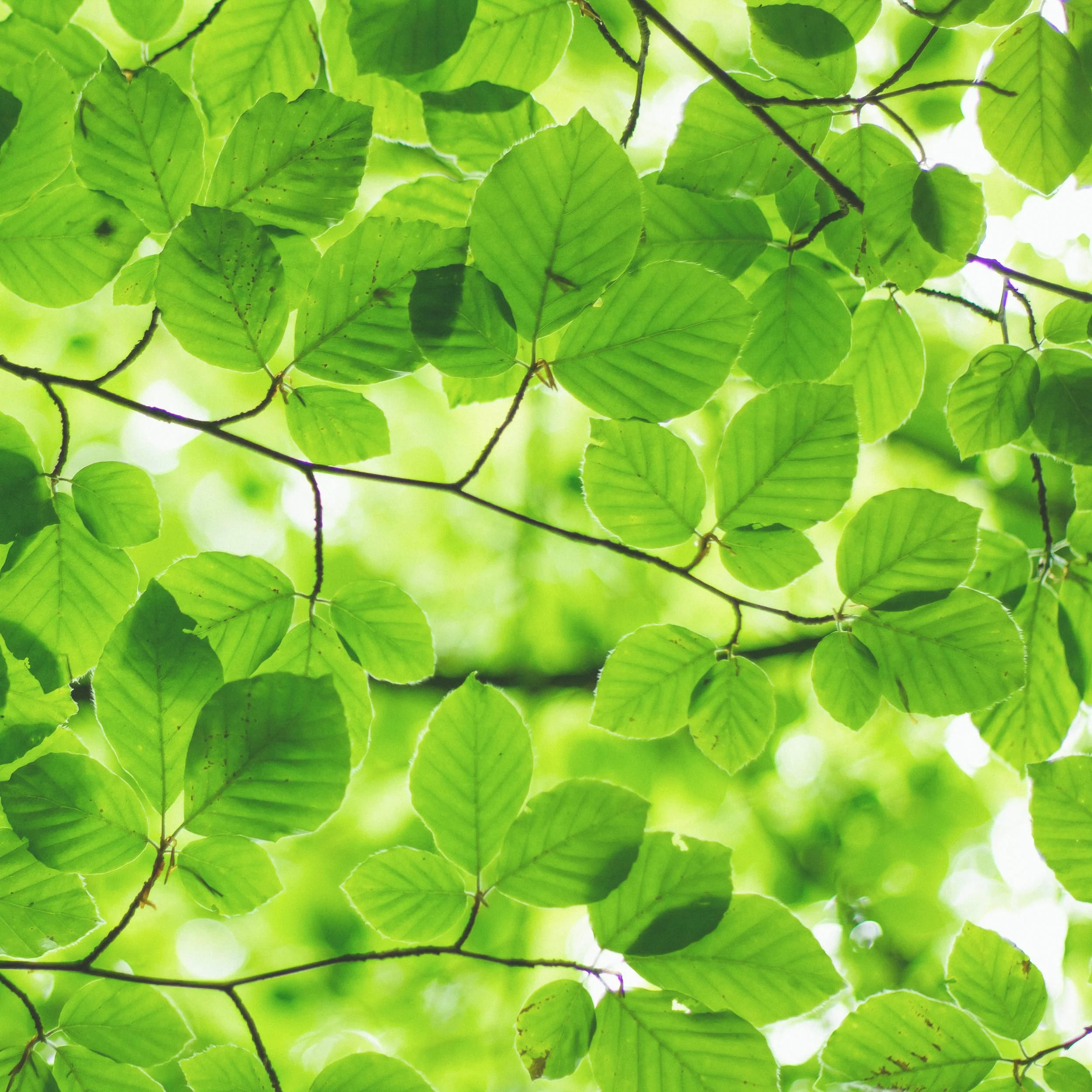 [&nbsp;VERT&nbsp;] #tendre 

Vert pomme, &eacute;meraude, ou sapin: plongez dans le champ chromatique vert! D&eacute;couvrez la couleur verte, ses nuances, son histoire, sa symbolique et ses significations. 

Cr&eacute;dits: @unsplash / @ashamplifies