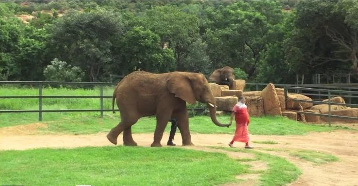 elephant.jpg
