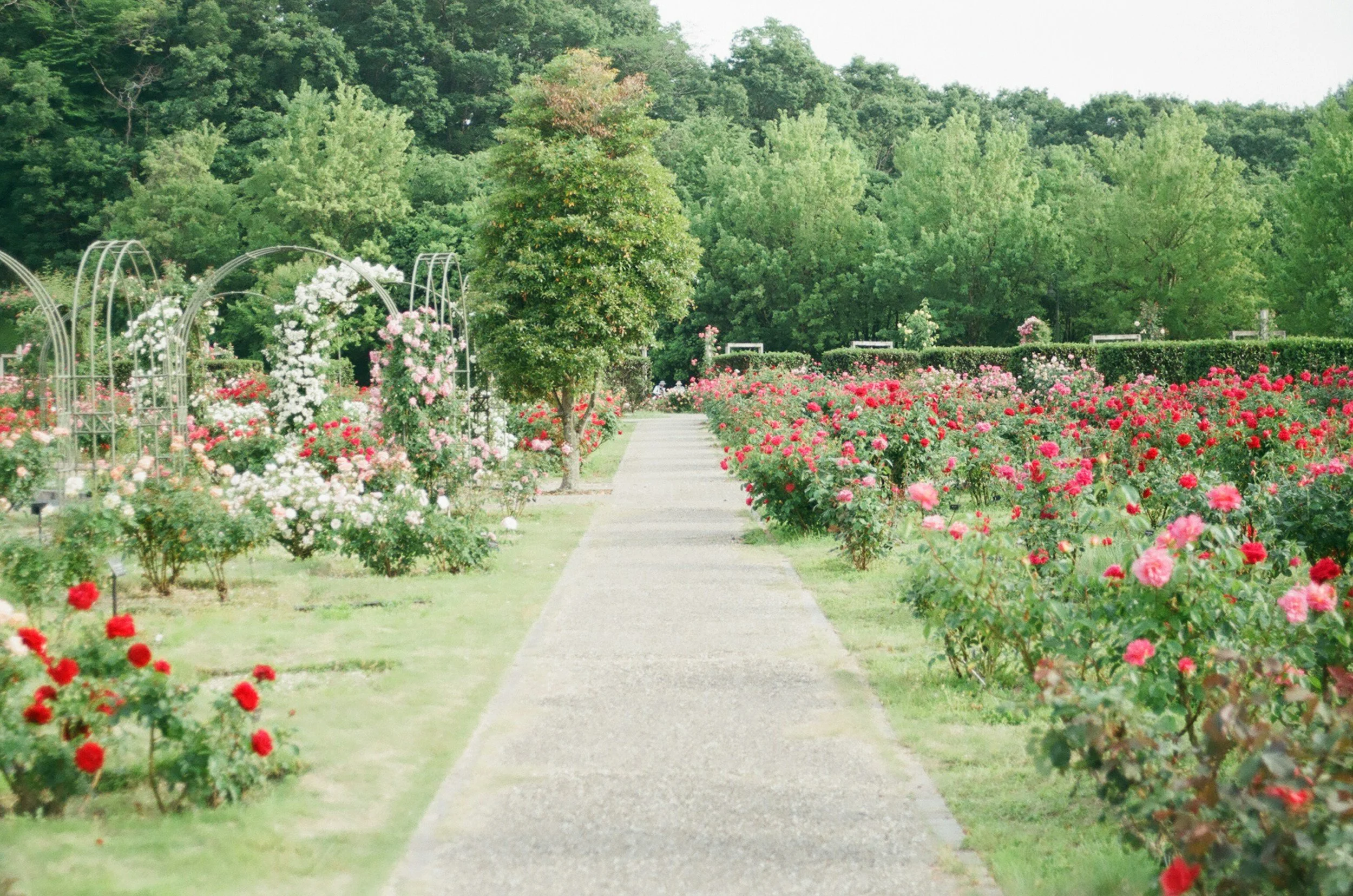 Secret Gardens of Cambridge 2026