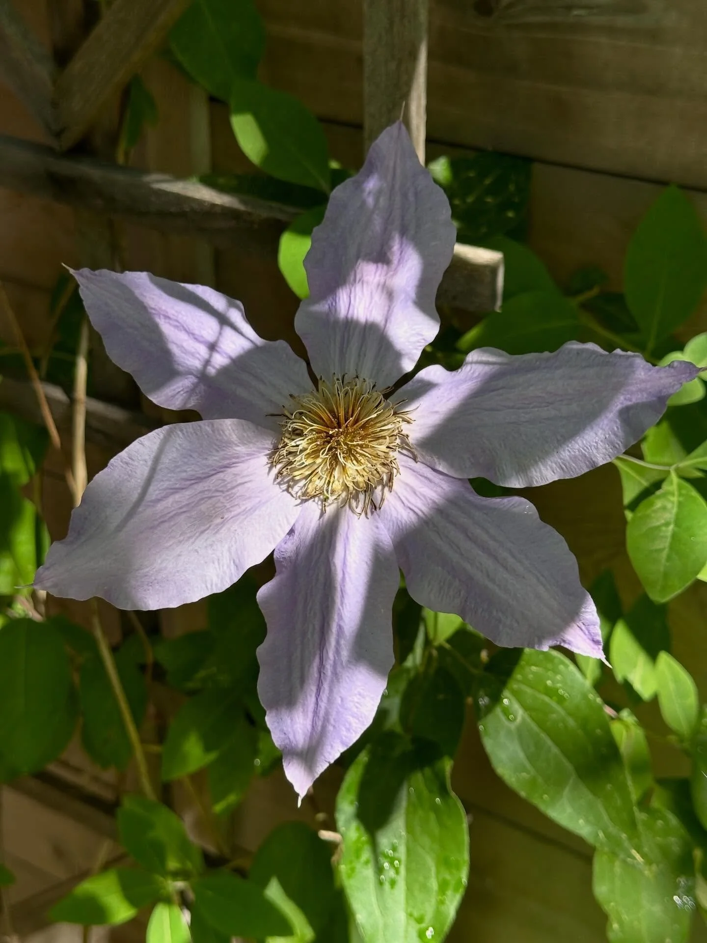 The 2026 Secret Gardens of Cambridge tour is officially two months away! 🌸 Don&rsquo;t miss out on this city favorite, presented alongside @mountauburncemetery . Tickets 🎟️ will go live on May 1st on our Eventbrite page and are first come, first se