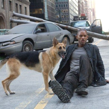 Quelles Sont Les 10 Races De Chiens Les Plus Populaires En