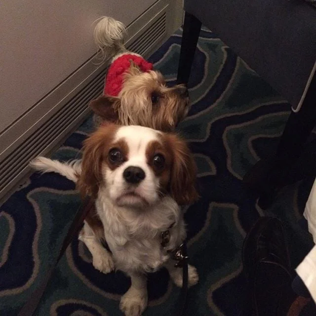 👀🐶🐾🐾😍😋🤗Russian Christmas @petrossian_fr #petrossian .
Retrouvez notre article NOËL CHEZ PETROSSIAN ‼️‼️ CLICK 👉SITE 👉 la BIO 🔝📲📲📲🔝🔝🔝🔝🔝🔝🔝🔝🔝🔝🔝
.
#jetsetsouffle #paris #dog #doglover #instadog #instaday #yummy #pet #petstagram #fun #instafun #cutie #miammiam #waoufwaouf #chien #dog #christmas #food #pornfood #bio #instafood #fatclub #vodka #caviar #russianchristmas #orthodox