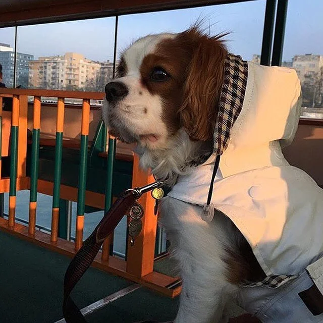 👀🤗Oscar on board⛴‼️🐶🐾🐾
#budapest #hungary #travel @ariahotelbudapest #voyage #luxury #boat #danube #river 🇭🇺
.
Retrouvez notre Croisière sur le Danube dans nos ARTICLES SUR BUDAPEST LA PET-FRIENDLY 👉site 👉BIO🔝📲🔝🚨FACEBOOK - TWITTER‼️
.
#jetsetsouffle #dog #instadog #fun #cutie #pet #petsofinstagram #doglover #smile #love #luxury #cavalierkingcharles #spaniel #kingcharles #care #newlook #paris #fashion #mulberry #petaccessories #art #petfriendly #trenchcoat