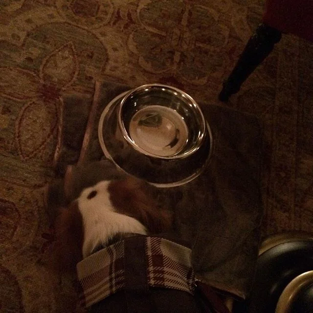 👀Looking for an exquisite😋 & pet-friendly restaurant🍽 in Paris❓#restaurantlaurent welcomed us & parents as VIPÈRE guests🤗😍🐶🐾🐾.
.
Retrouvez notre Expérience culinaire chez Laurent 👉site 👉BIO🔝📲🔝🚨FACEBOOK - TWITTER‼️
.
#jetsetsouffle #dog #instadog #fun #cutie #pet #petsofinstagram #doglover #smile #love #luxury #cavalierkingcharles #spaniel #kingcharles #care #newlook #paris #fashion #mulberry #petaccessories #food #luxury #petfriendly #trenchcoat #mulberry