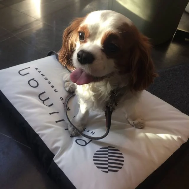 Spotted! Oscar se lèchant les babines à l'idée de GOÛTER aux mets délicats du Chef Andrew Wigger