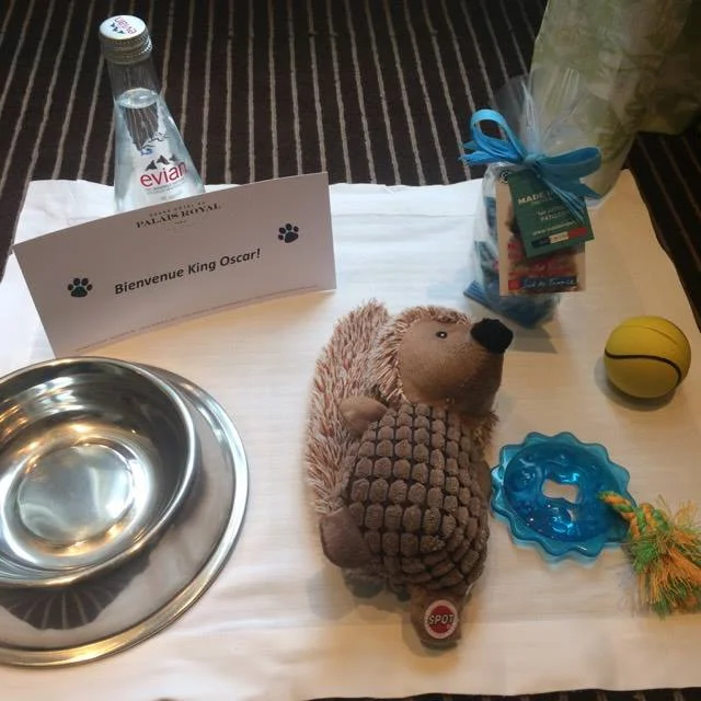 Oscar reçu comme un vrai Roi: mini-cupcakes @madeinpet , Eau Evian et jouets pour ses siestes
