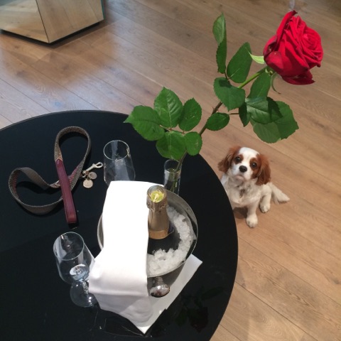 TOUCHE ESPAGNOLE OBLIGE, OSCAR S'EST MIS AU CAVA !