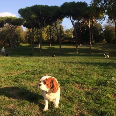Après une bonne sieste, direction les jardins de la Villa Borghese !