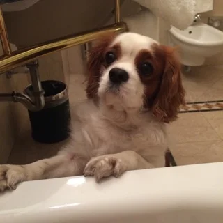 Rien de tel qu'un bon bain moussant Hermès .