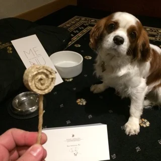 VIP PETPACKAGE POUR OSCAR!