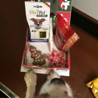 JOYEUX NOËL PETIT OSCAR @derby_hotels !