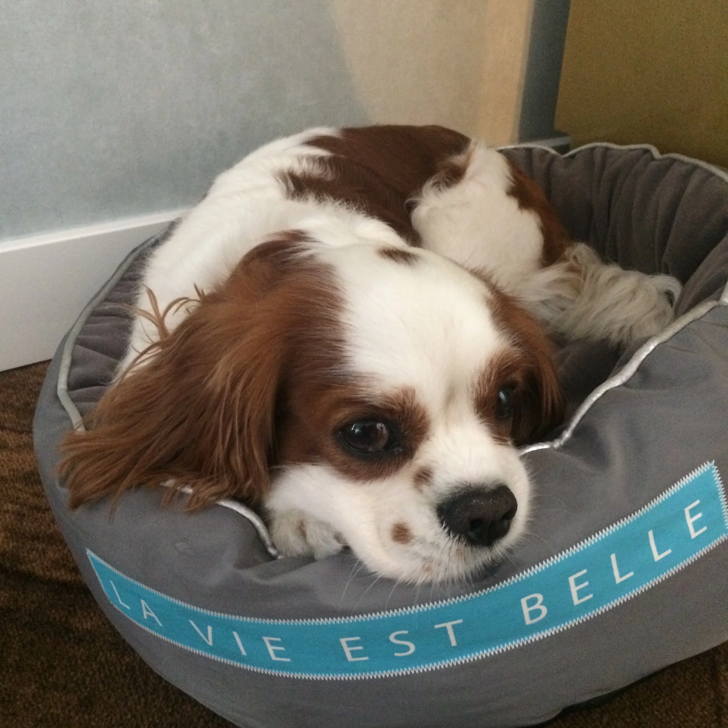 Le roi s'endort :)