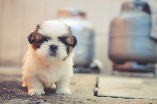 Dog.jpeg