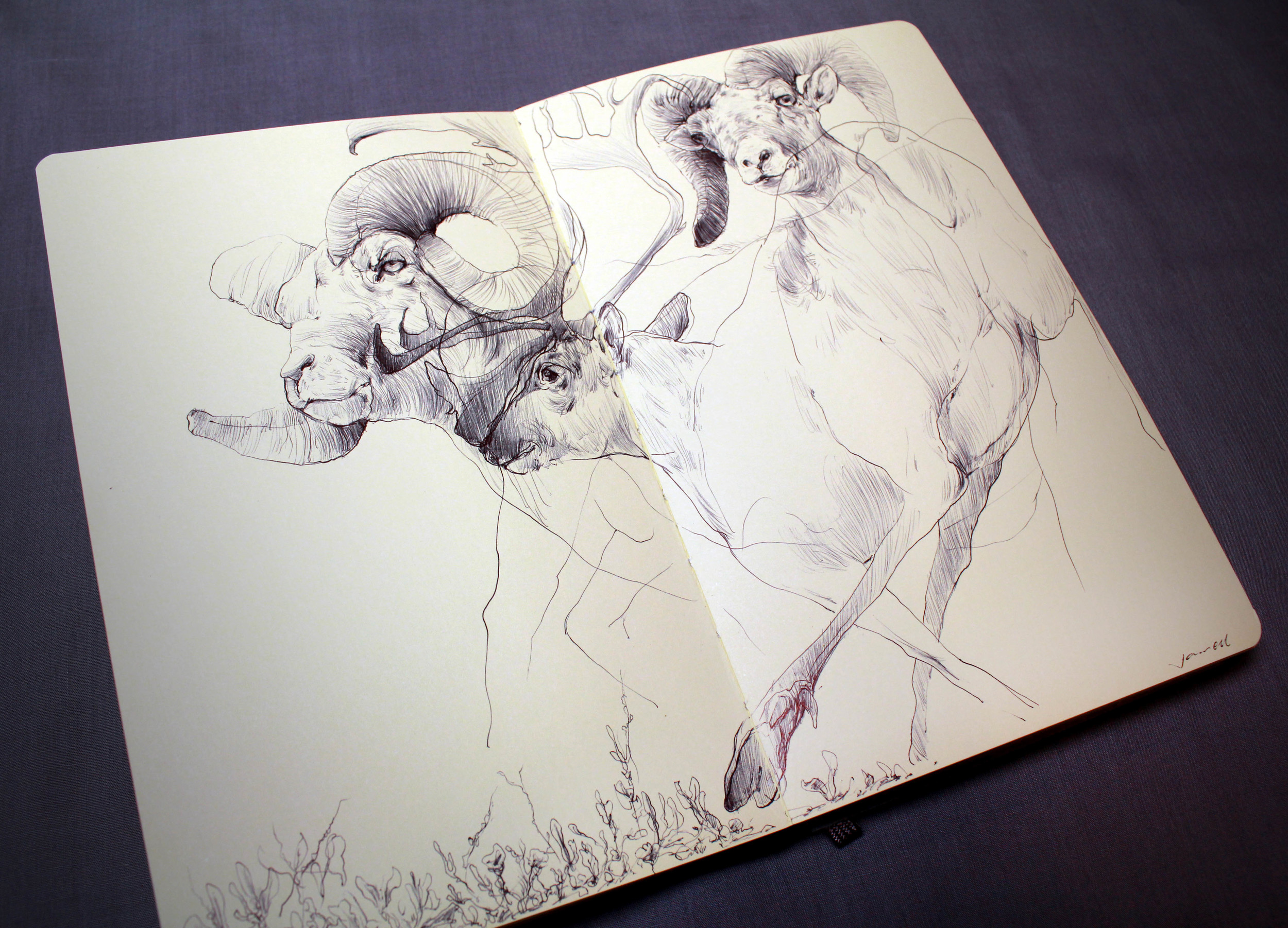 Bighorn sheep