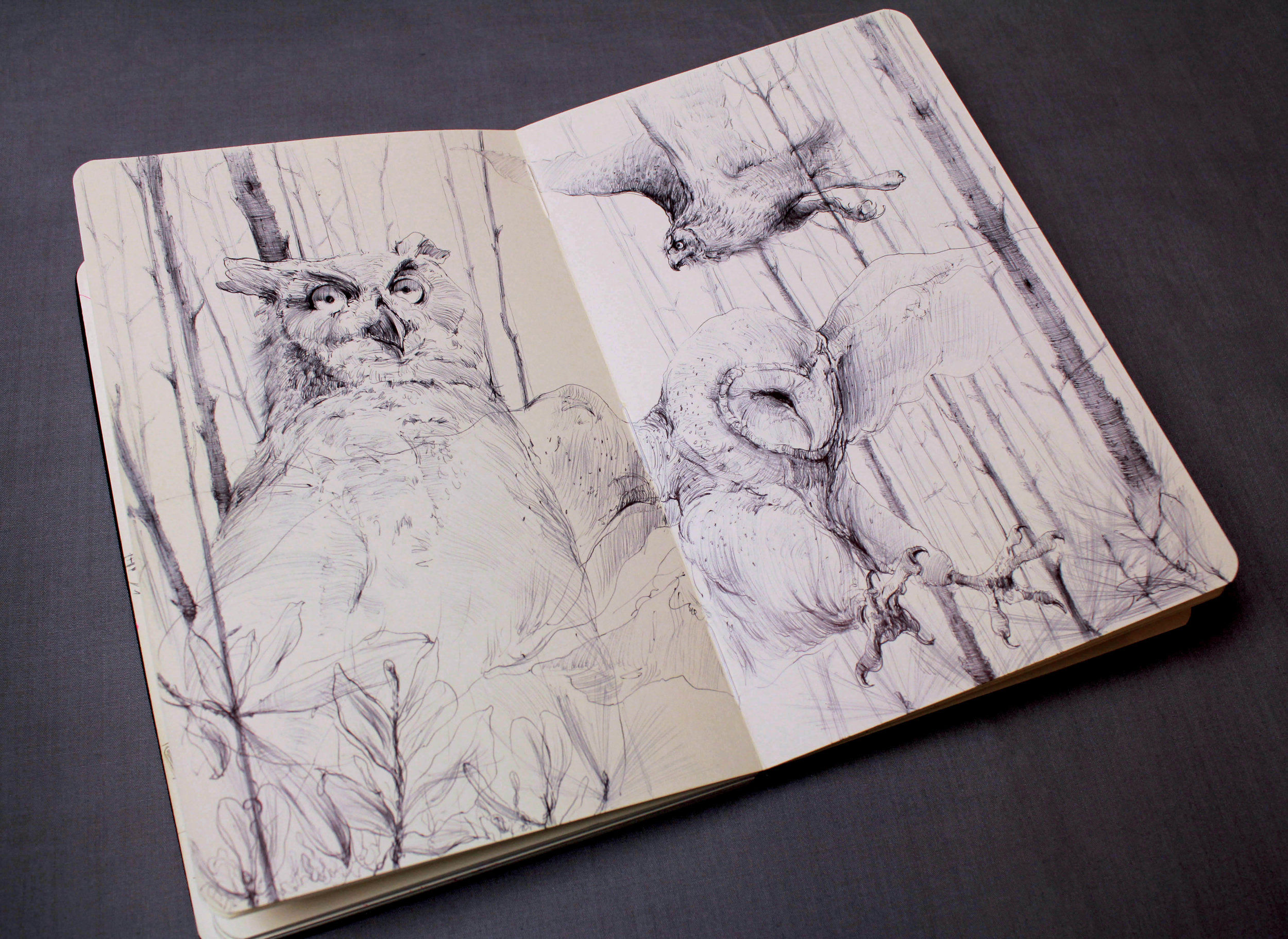 Owls