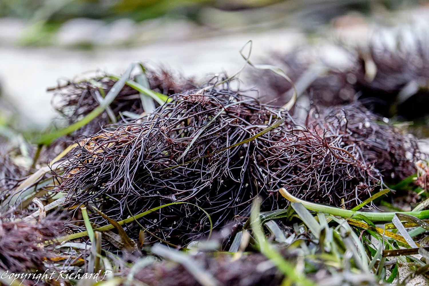  Ett nystan av någon slags tång. Ålabodarna 