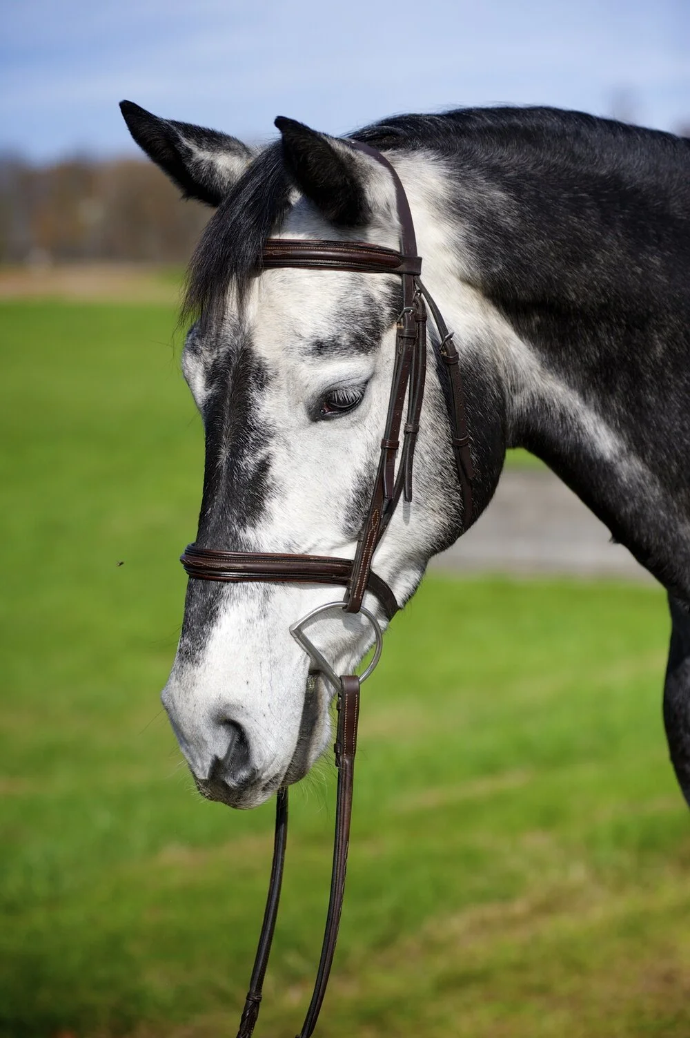 SOLD Dutch Warmblood: Goldfever