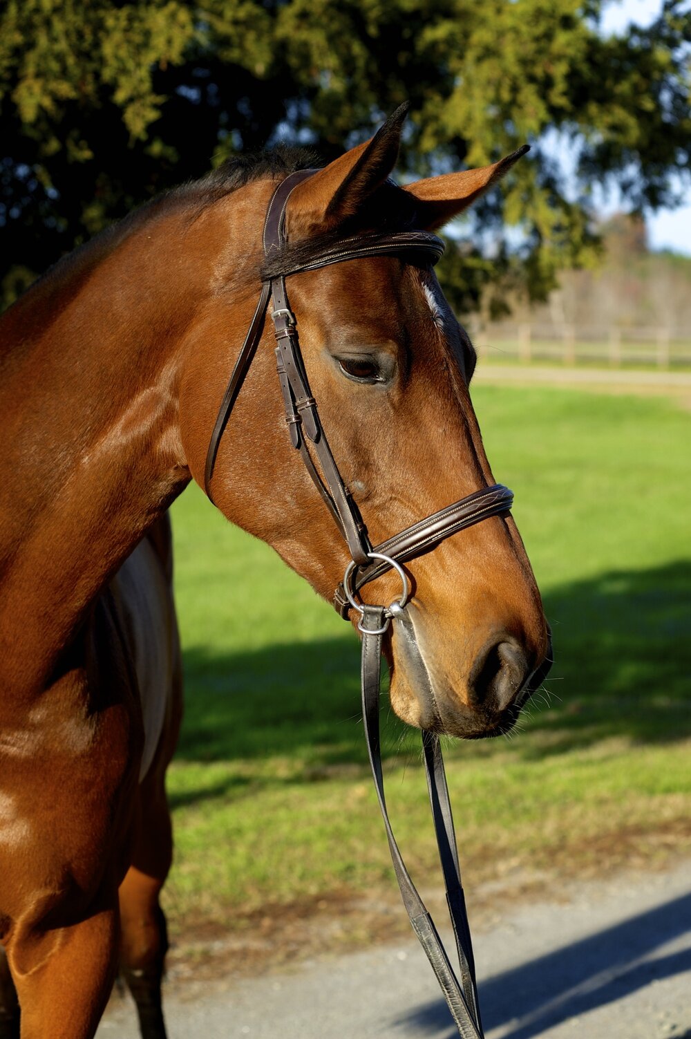 Zangersheide Mare: Cara-Mia Z