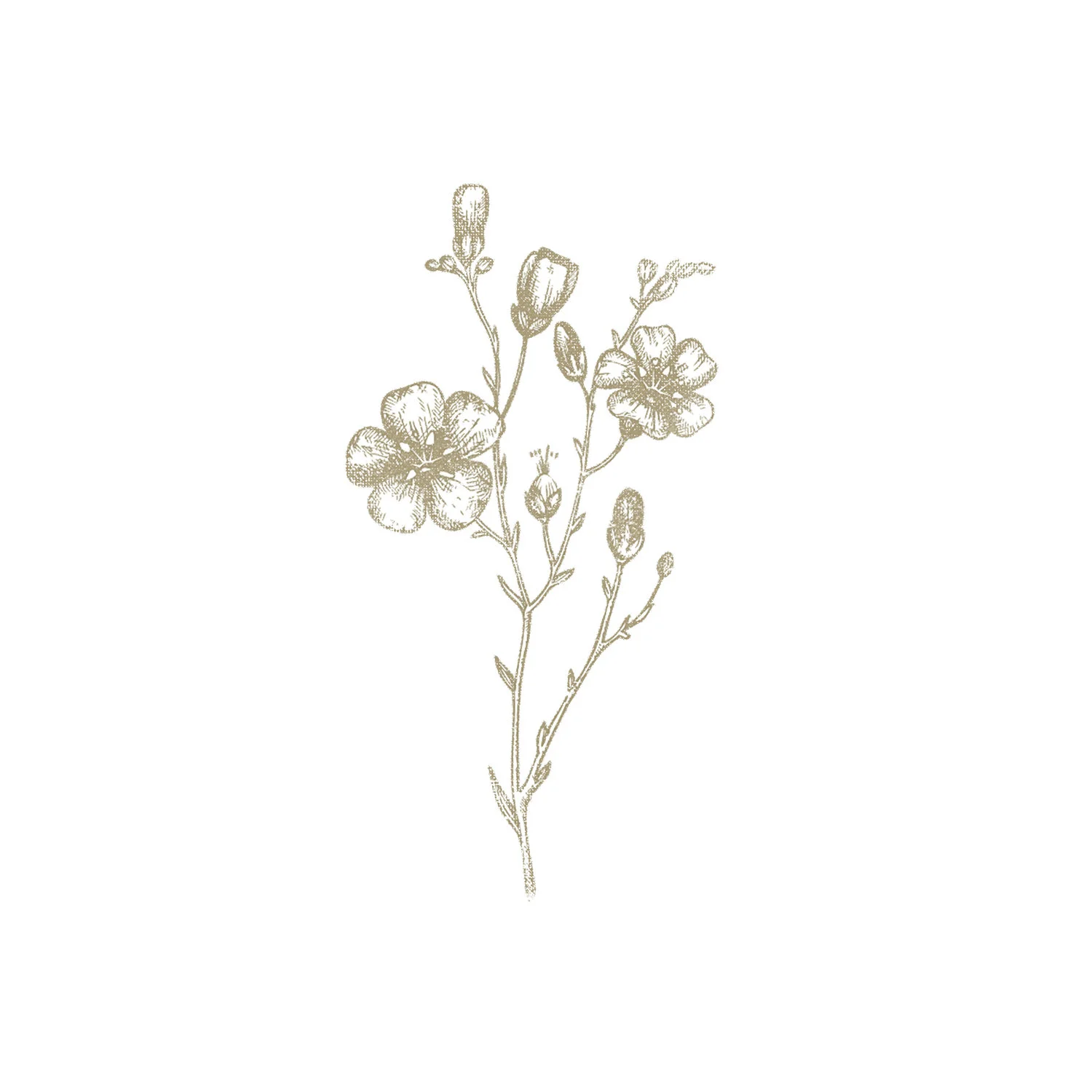saphyr_flax_illo_1.jpg