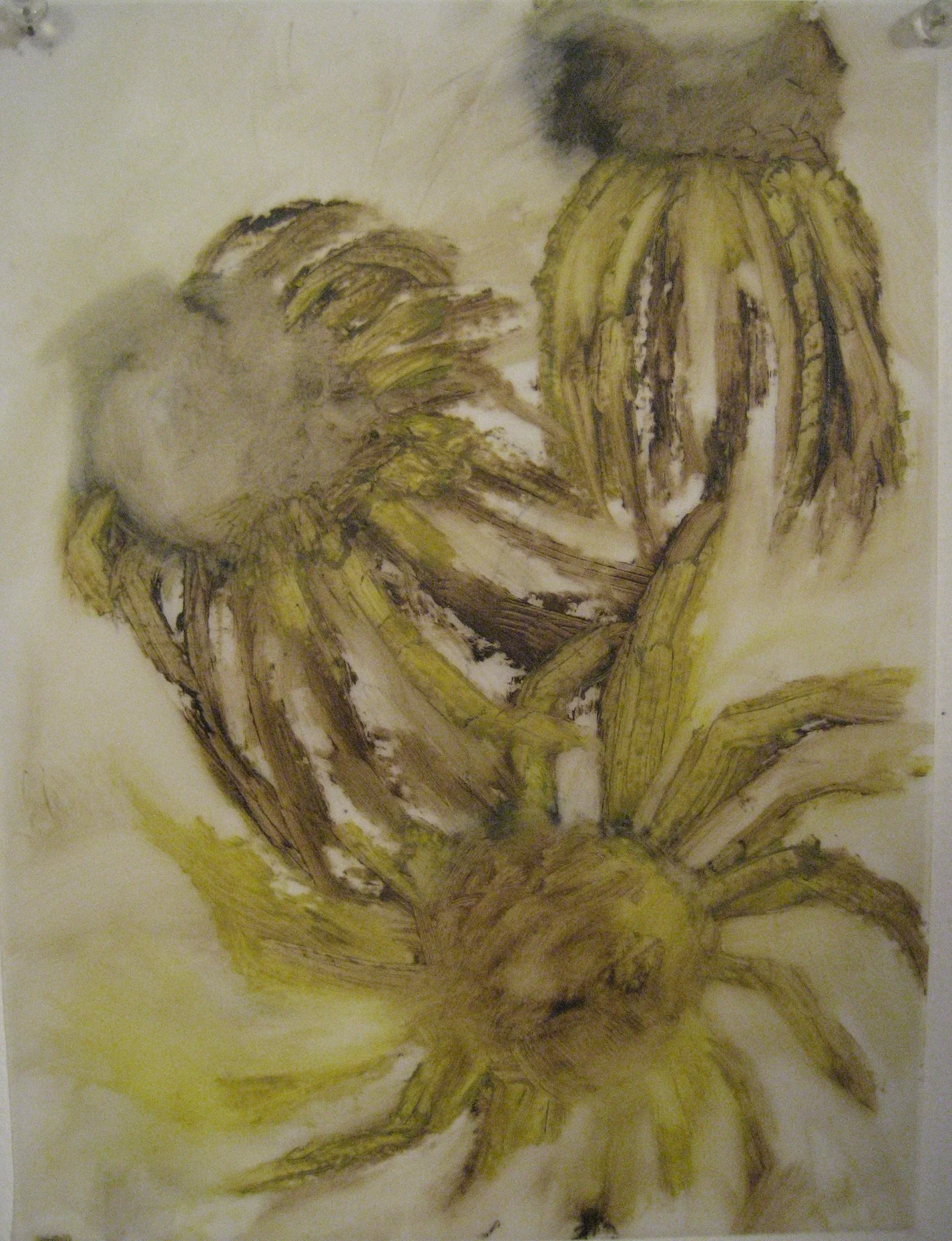 Sunflower Daisy:  3