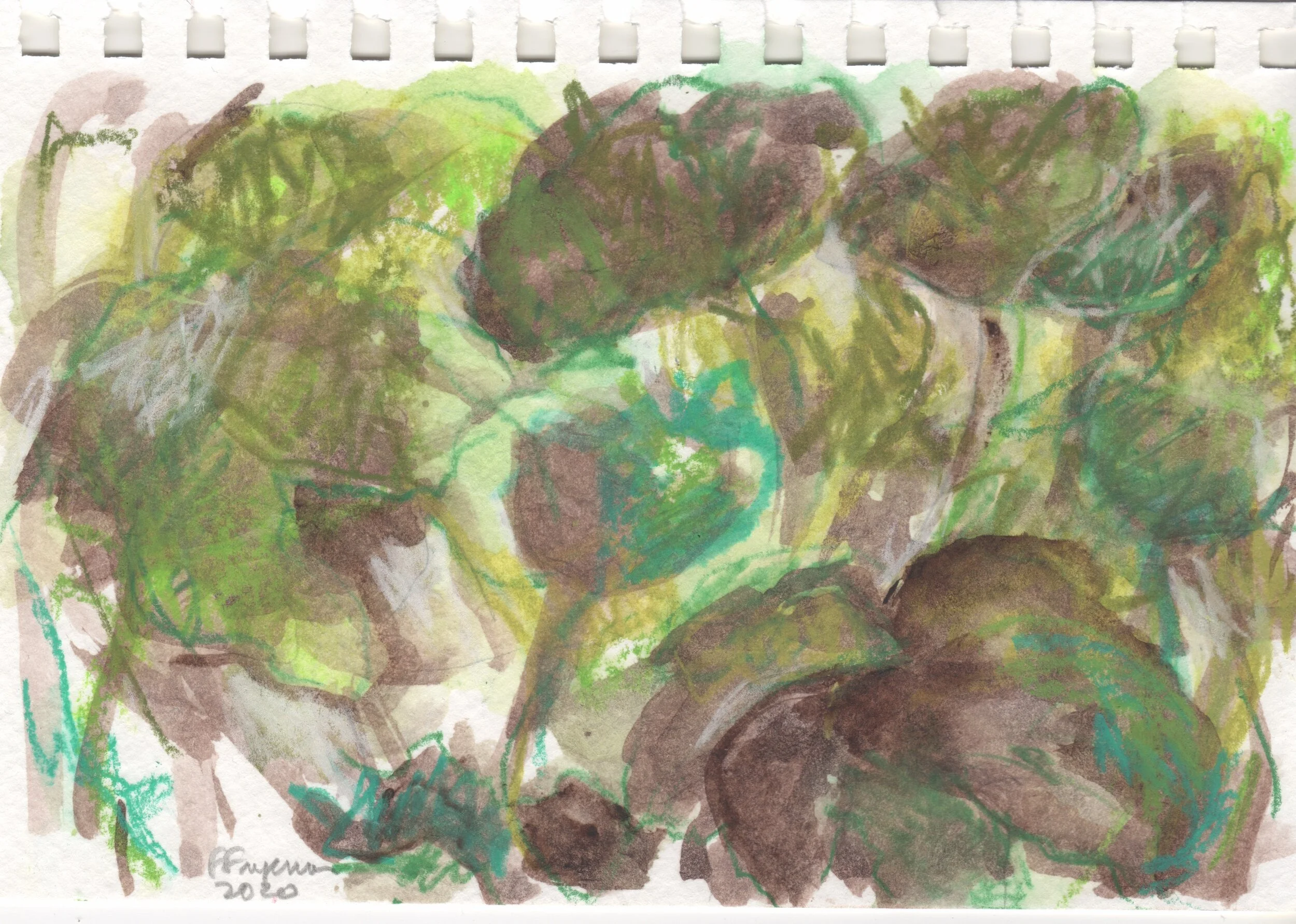 Leaf gunnera manicata #7-3