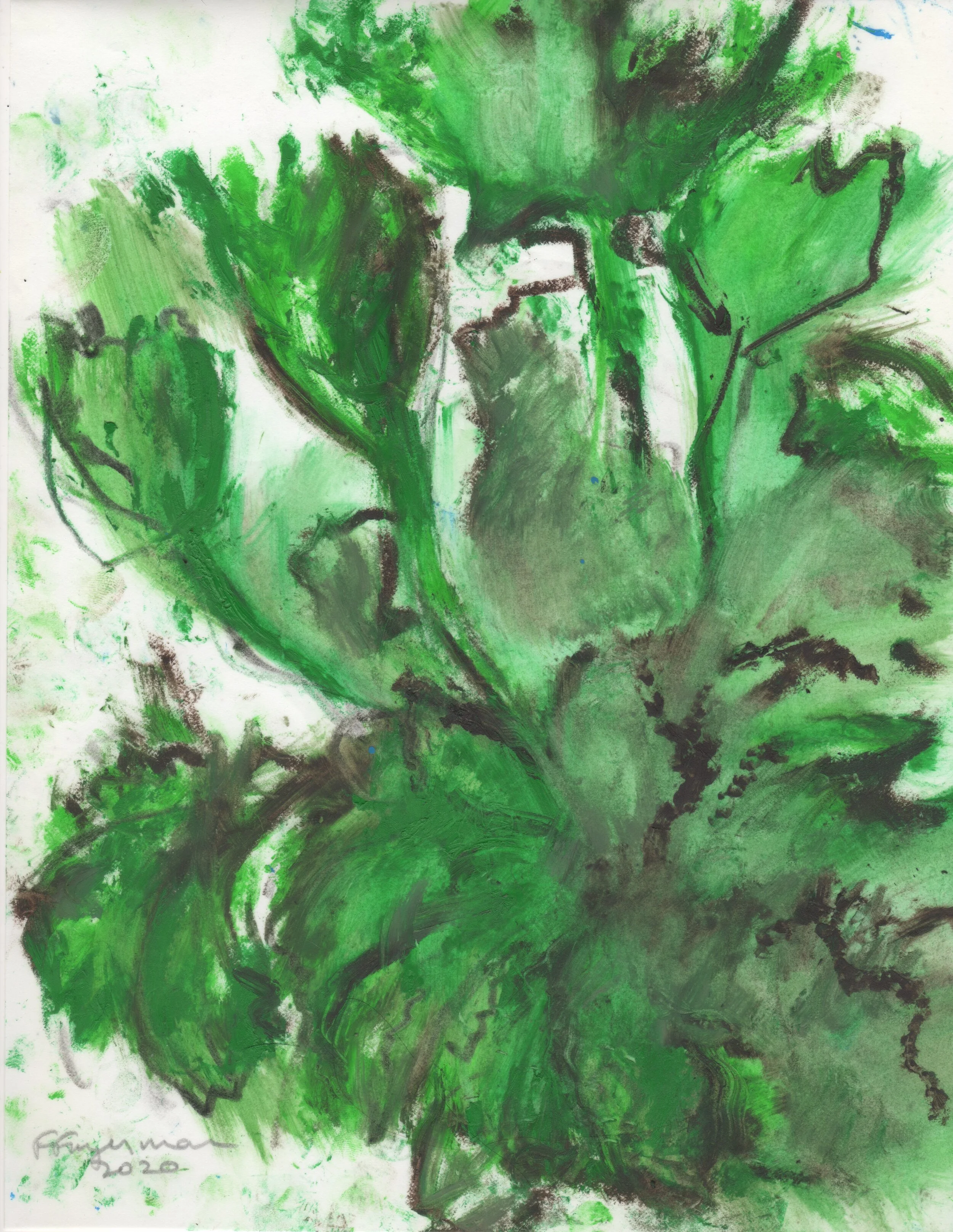 Leaf Gunnera Manicata #9-30