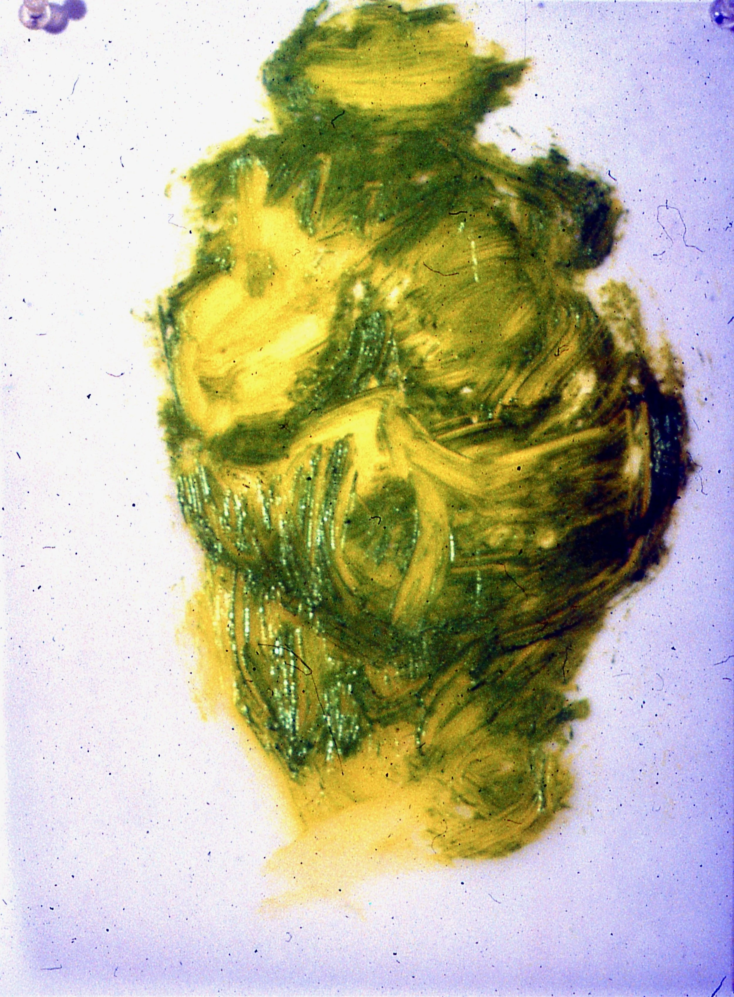 Venus of Willendorf #41