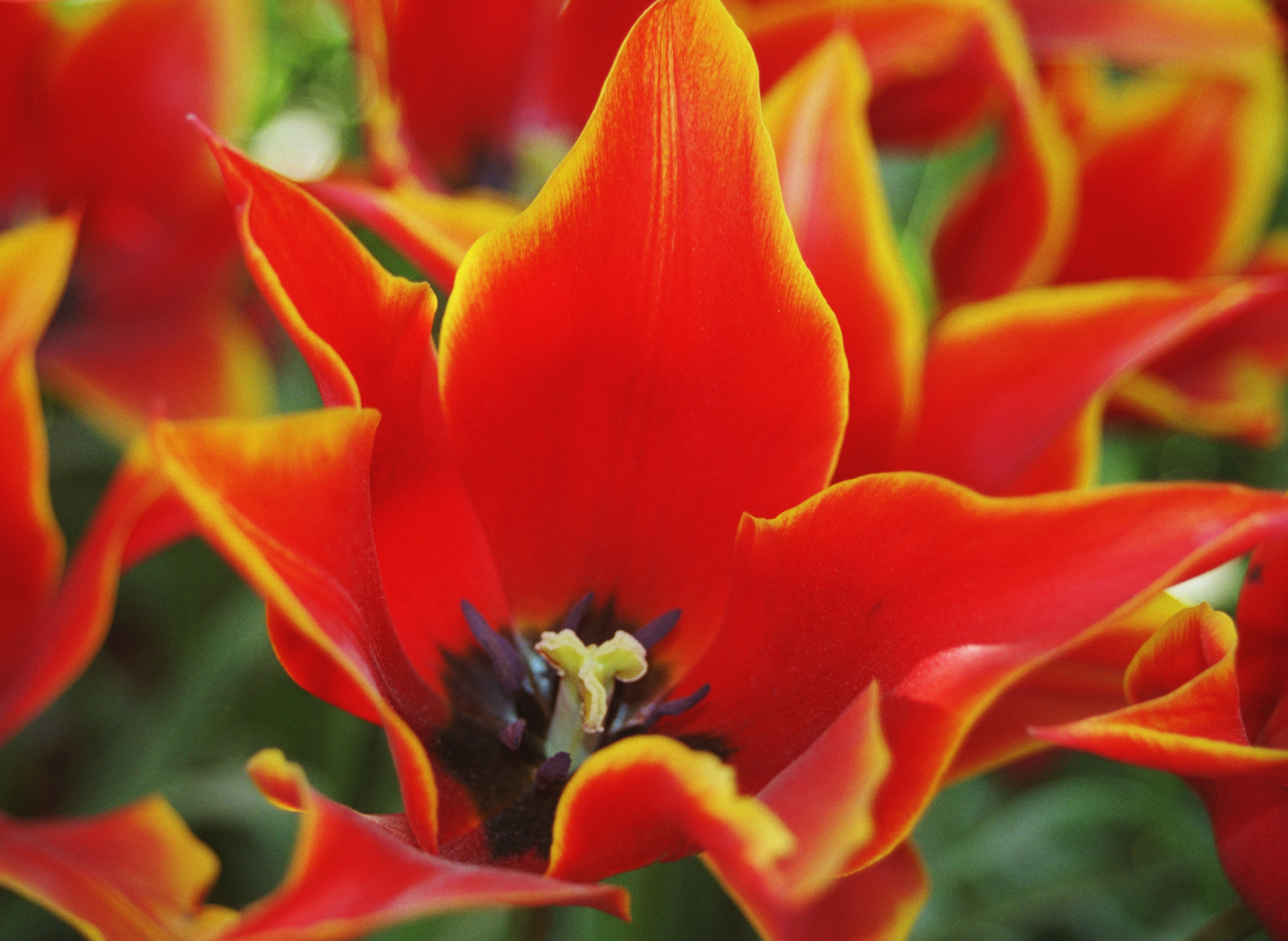 "Fire Tulips" - Skagit Valley Tulip Festival - Mt. Vernon, WA