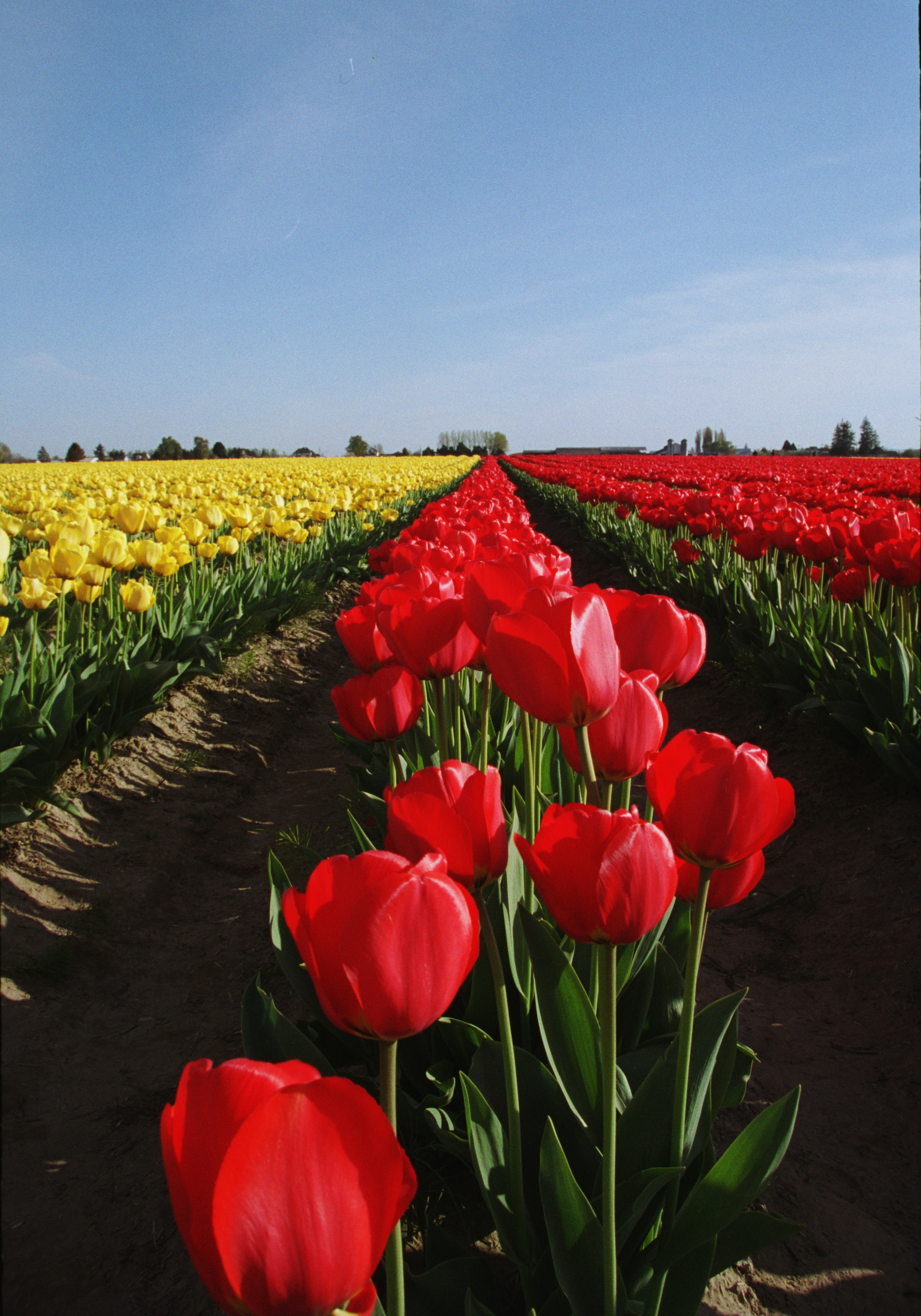 Tulips To Infinity - Skagit Valley Tulip Festival - Mt. Vernon, WA