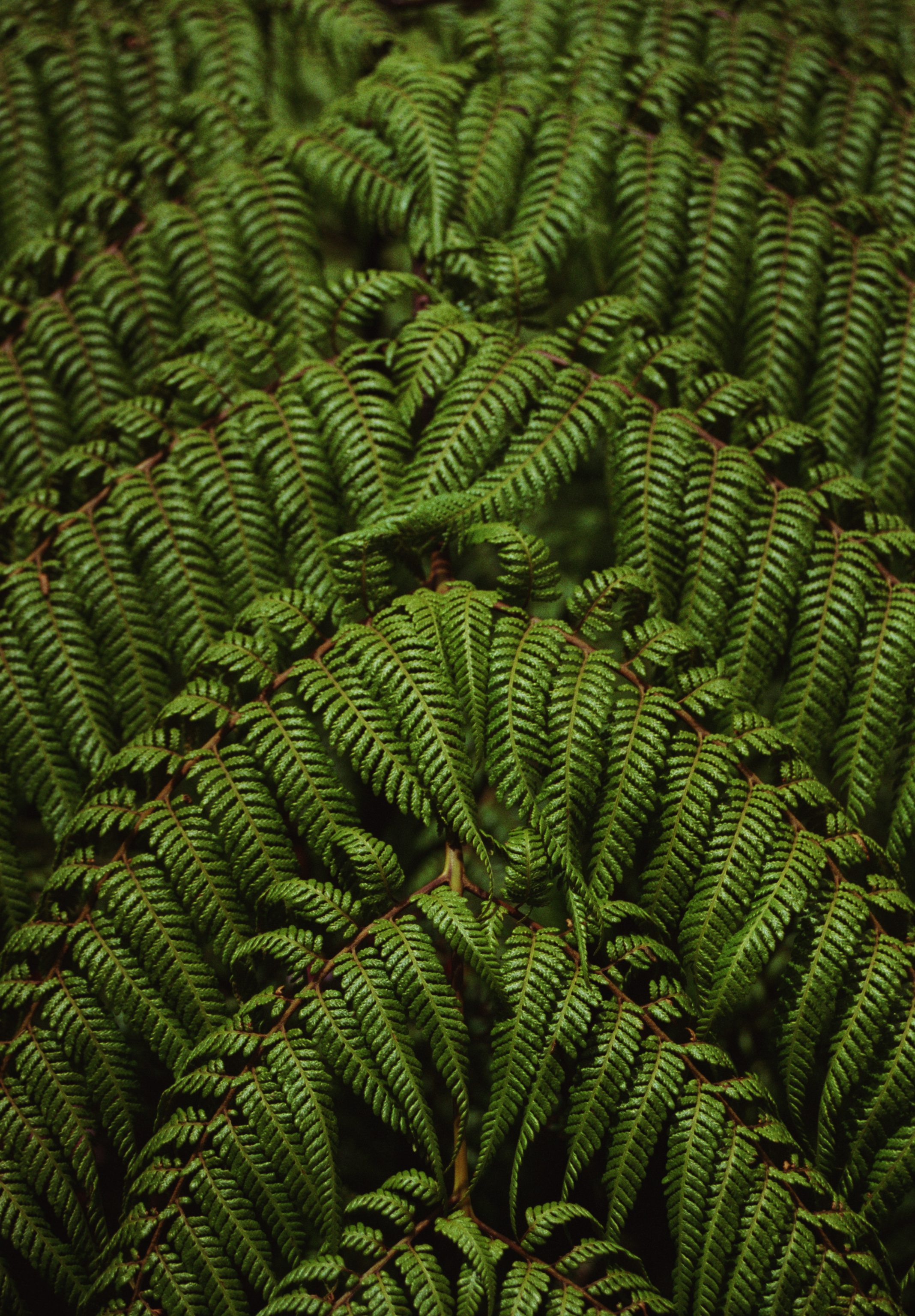 Monte Verde Rainforest Fern - Costa Rica