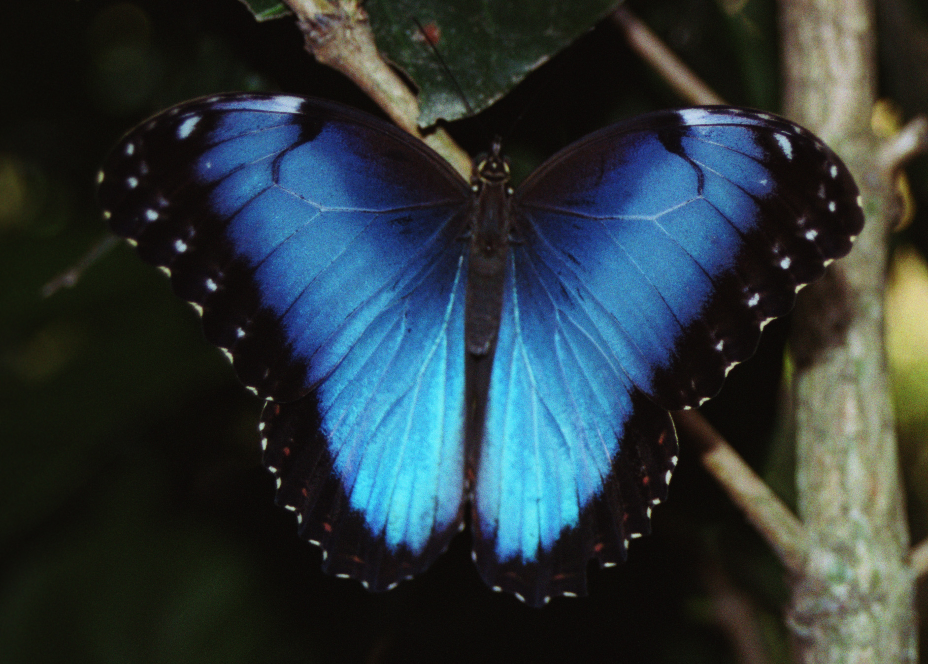 Blue Morpho Butterfly - Costa Rica