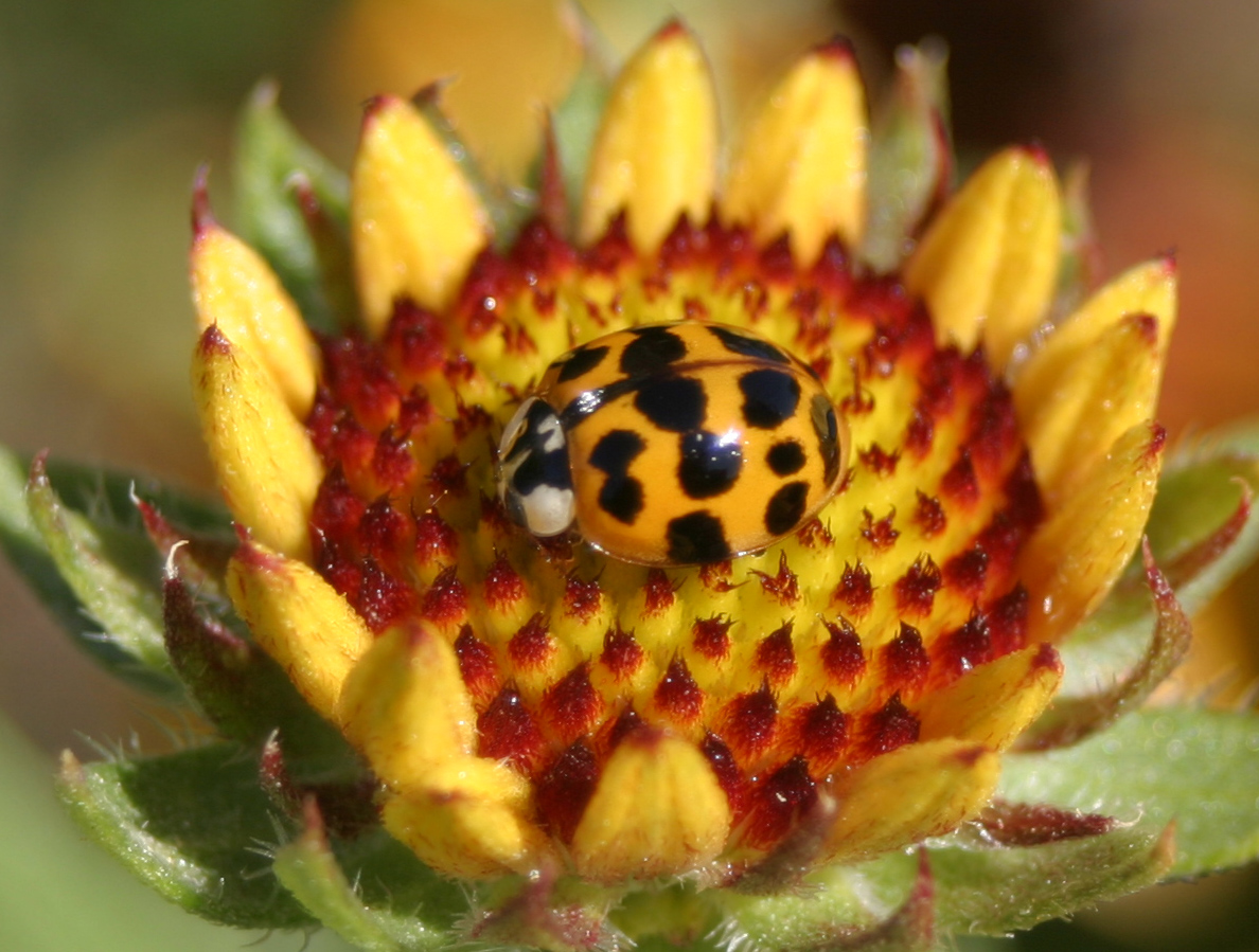 Gaillardia and Friend