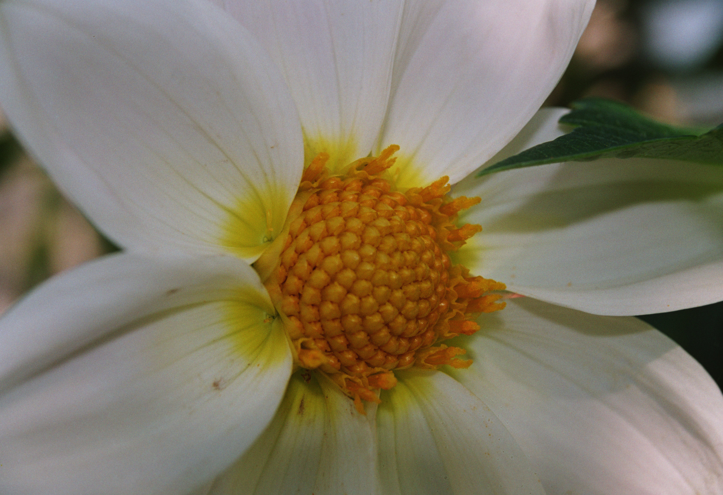 White Dahlia