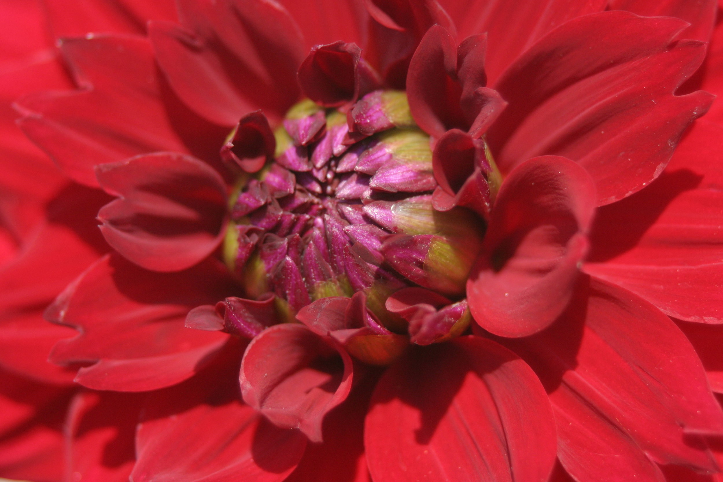 Red Dahlia