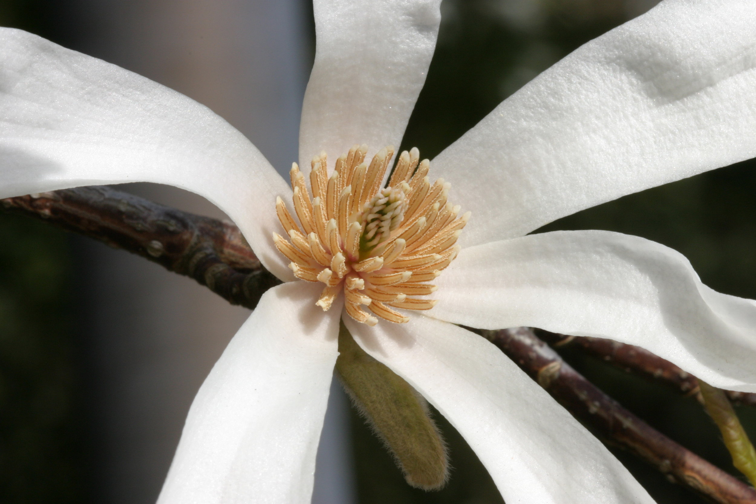 Star Magnolia