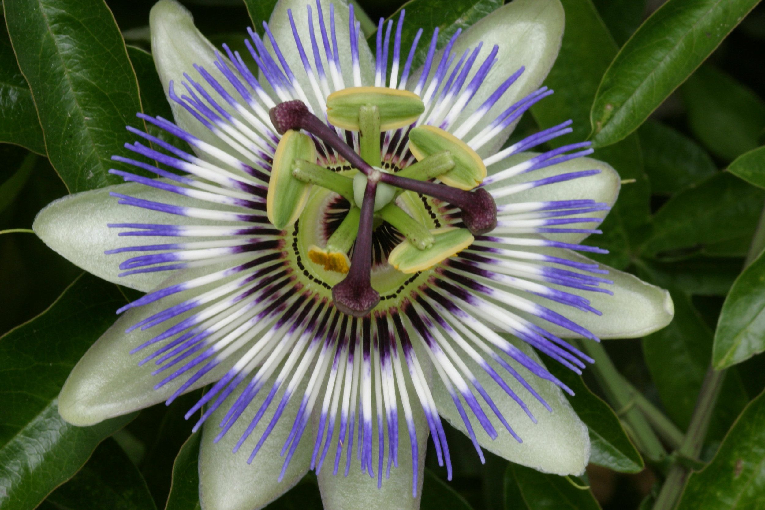 Passion Flower