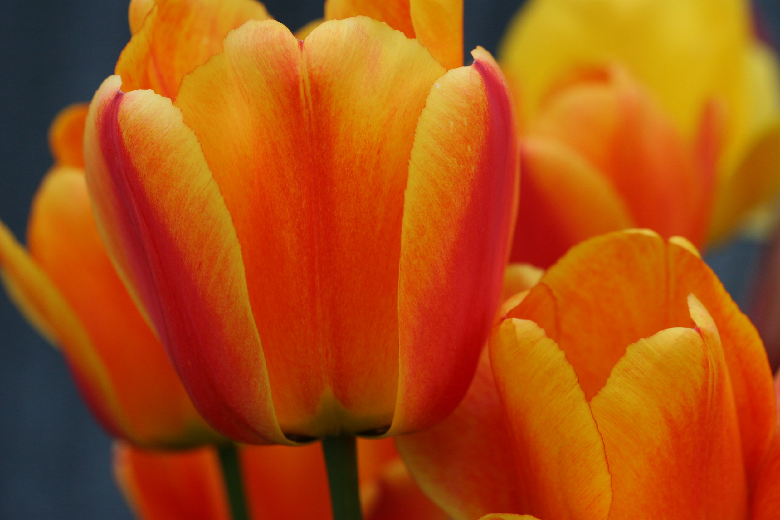 Orange Tulips