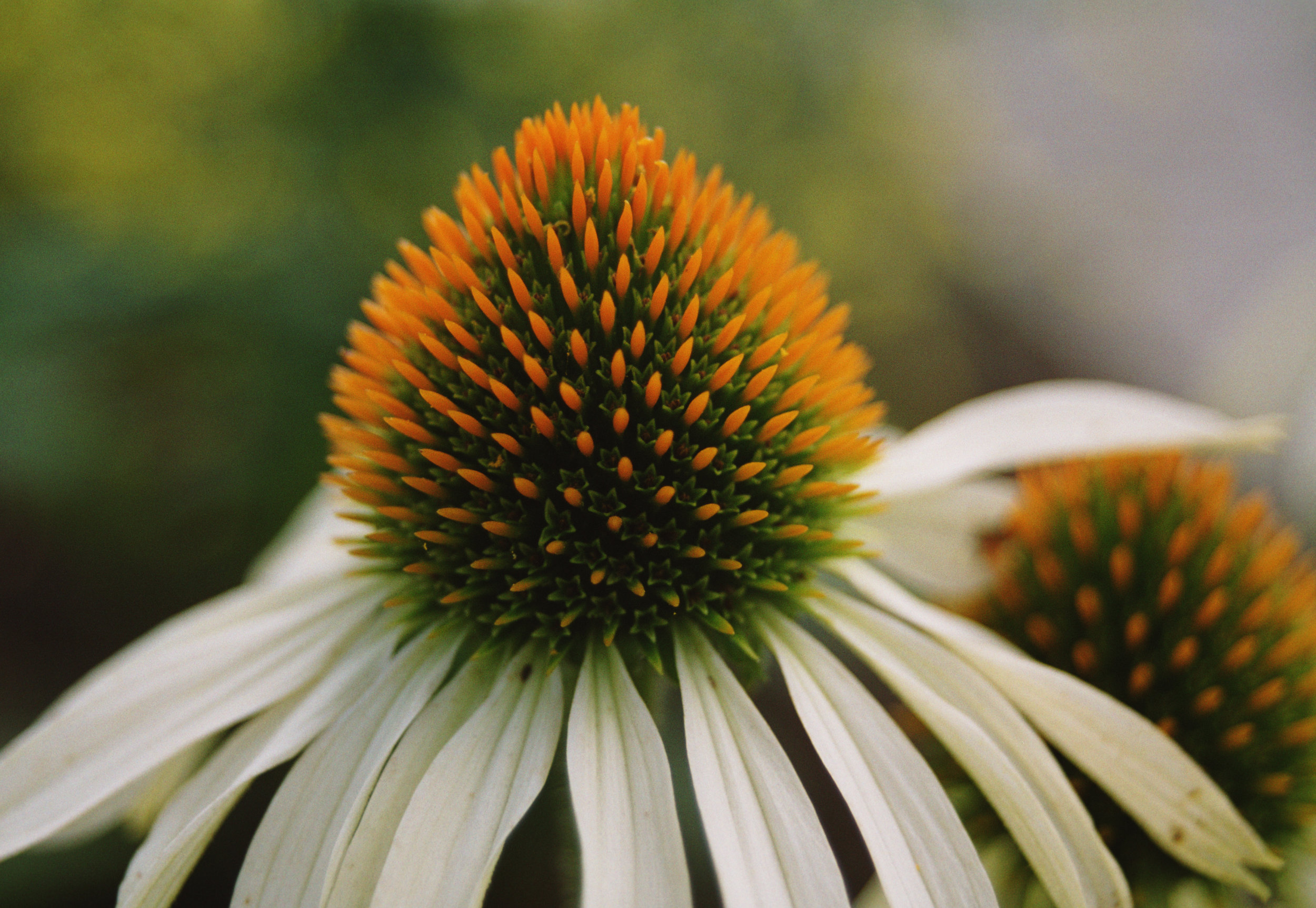 White Echinacea