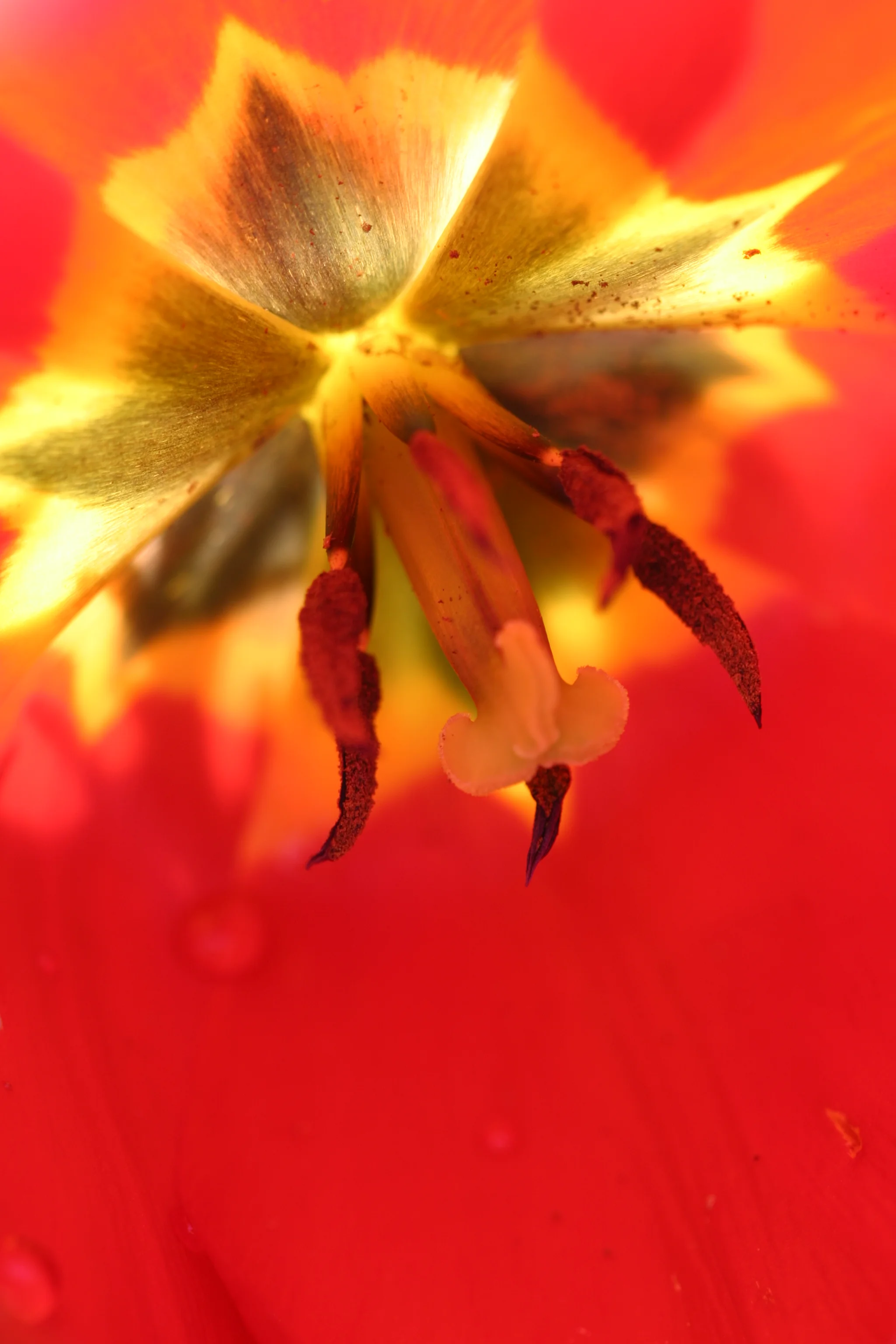 Backlit Tulip