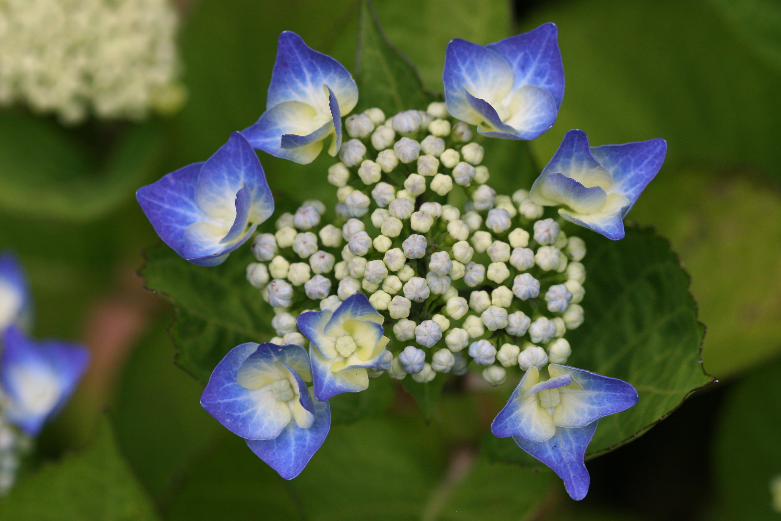 Hydrangea