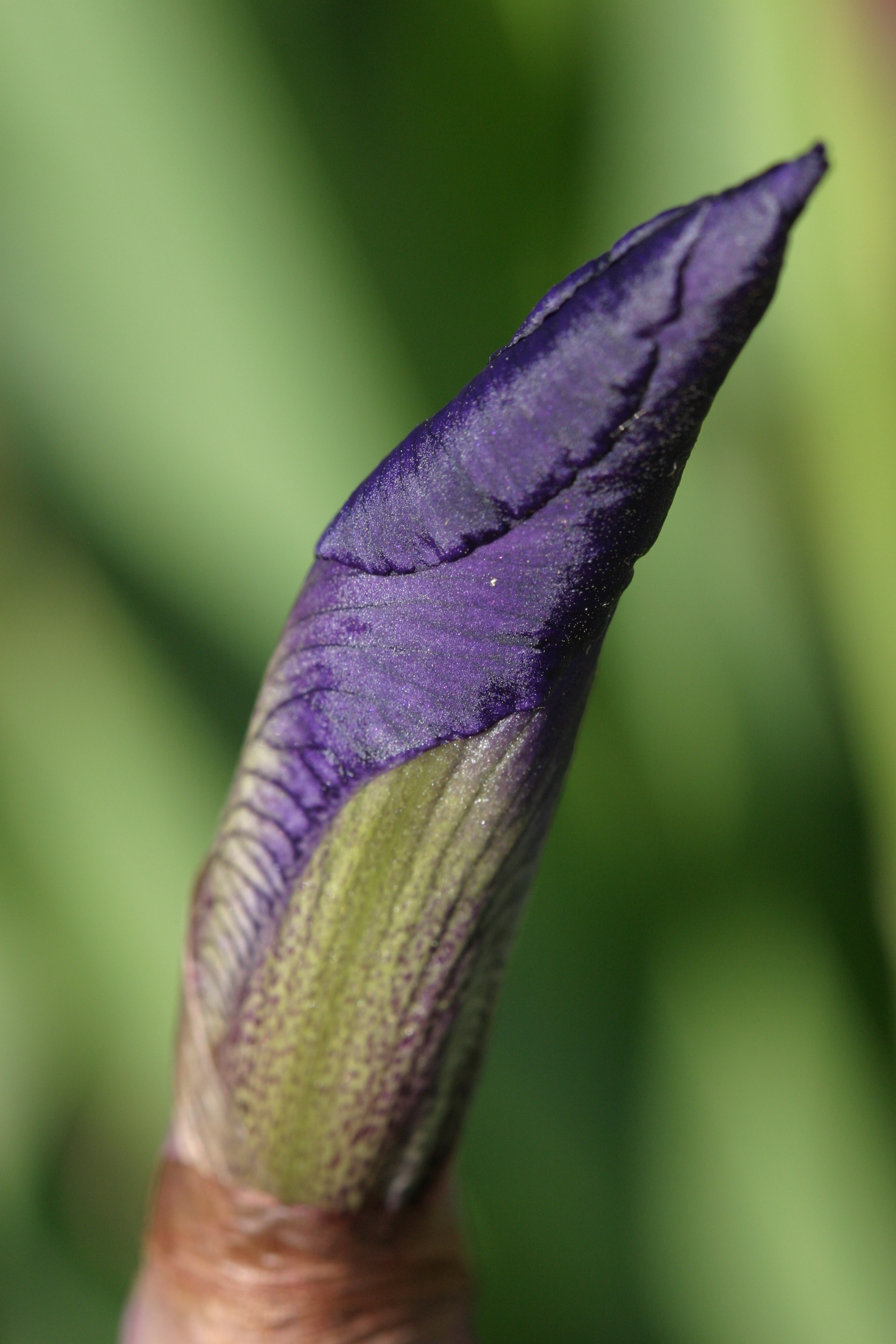 Iris About to Bloom