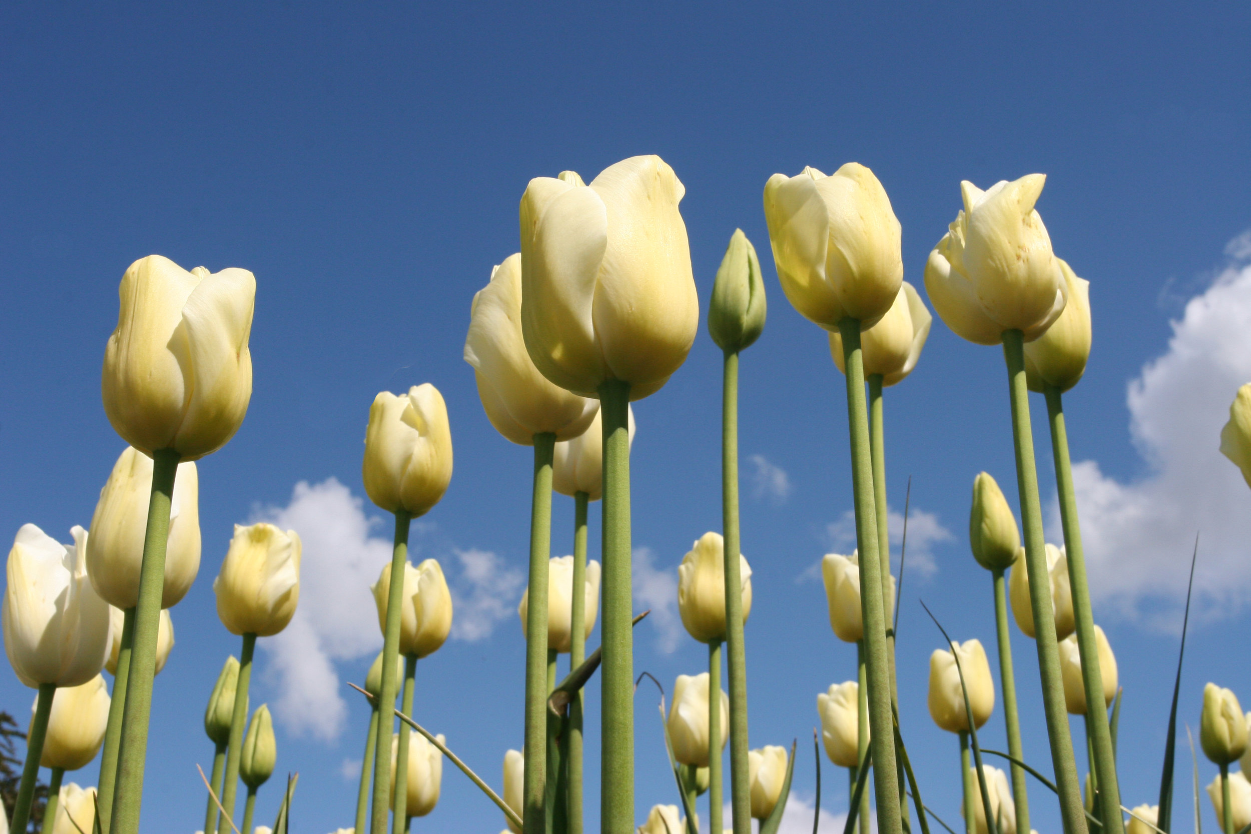 Standing Tall - Skagit Valley Tulip Festival, WA