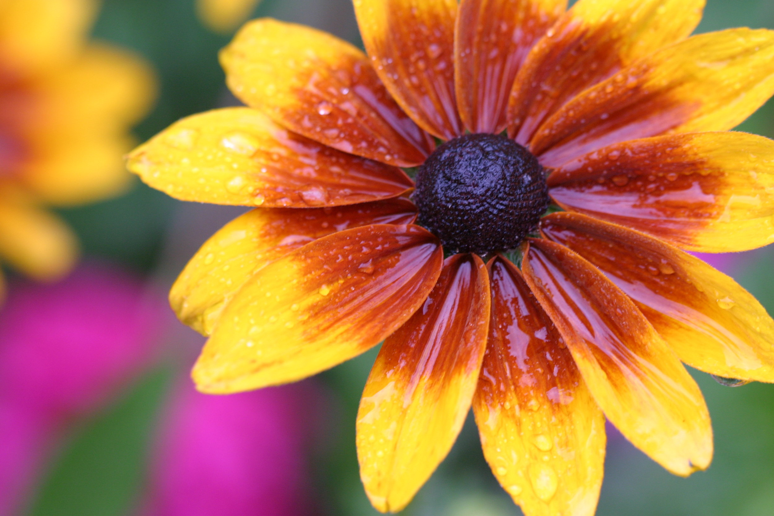 Black-eyed Susan