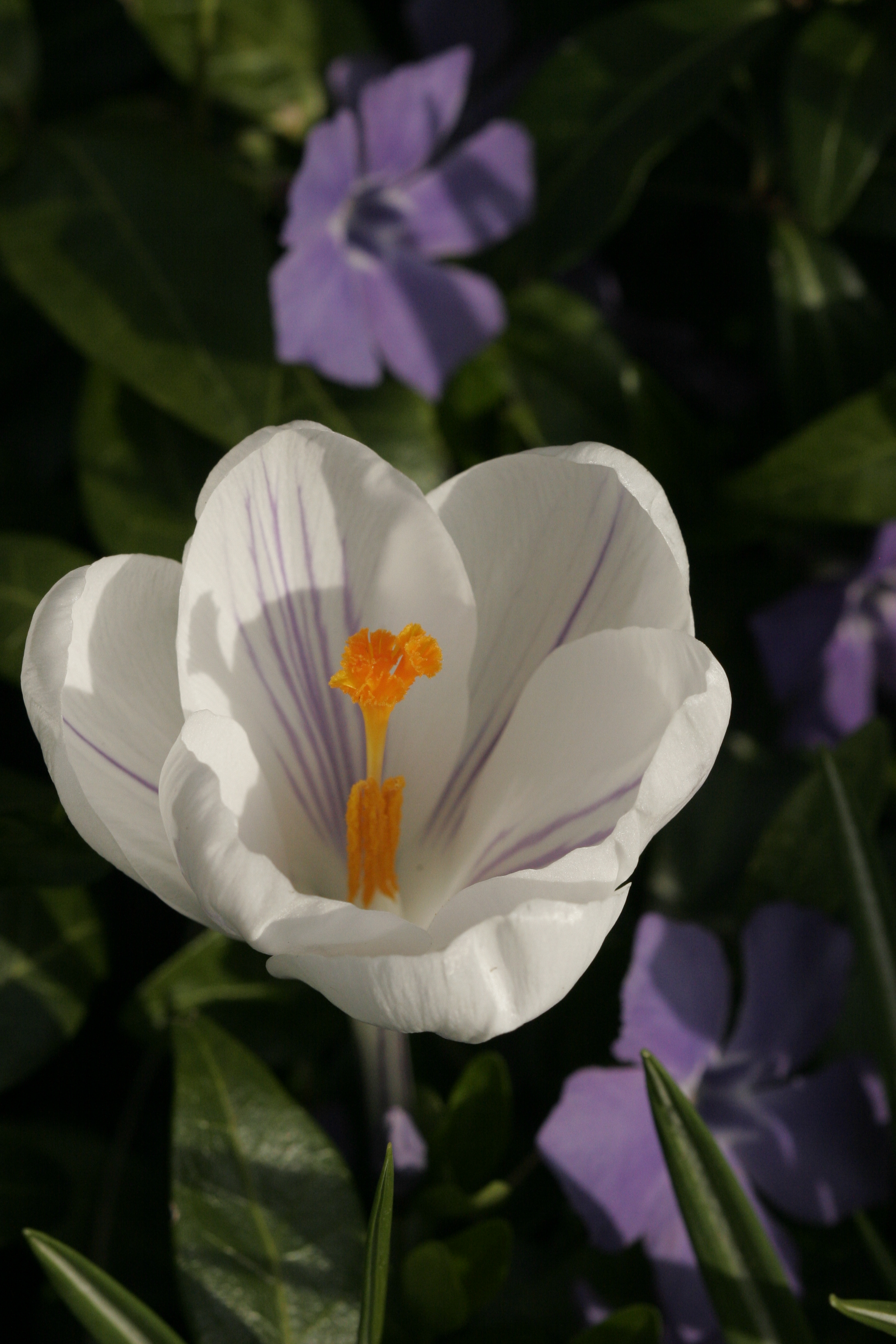 White Crocus