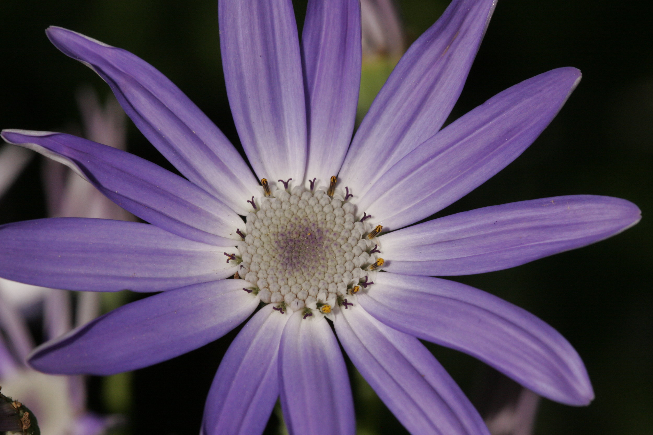 African Daisy