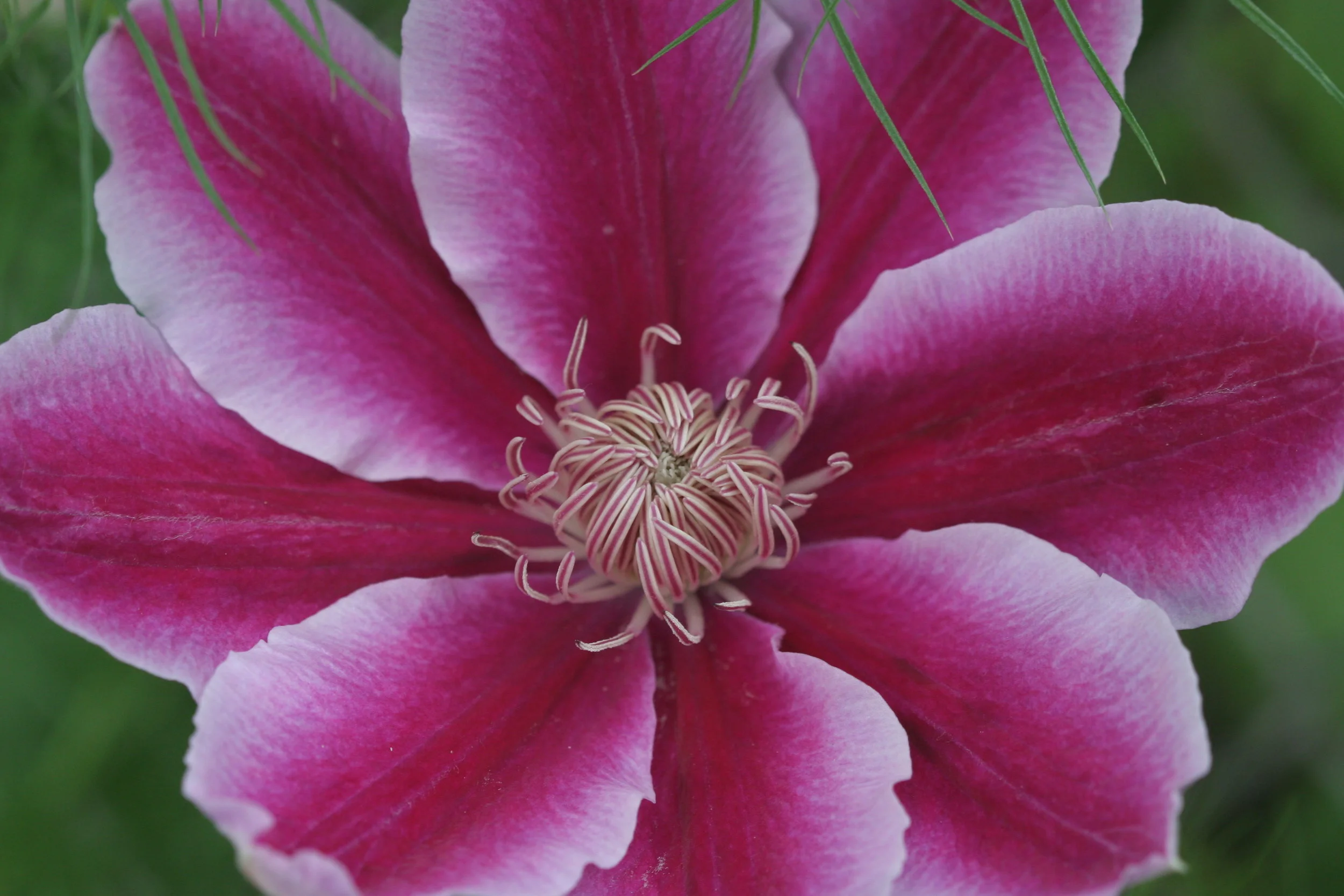 Clematis