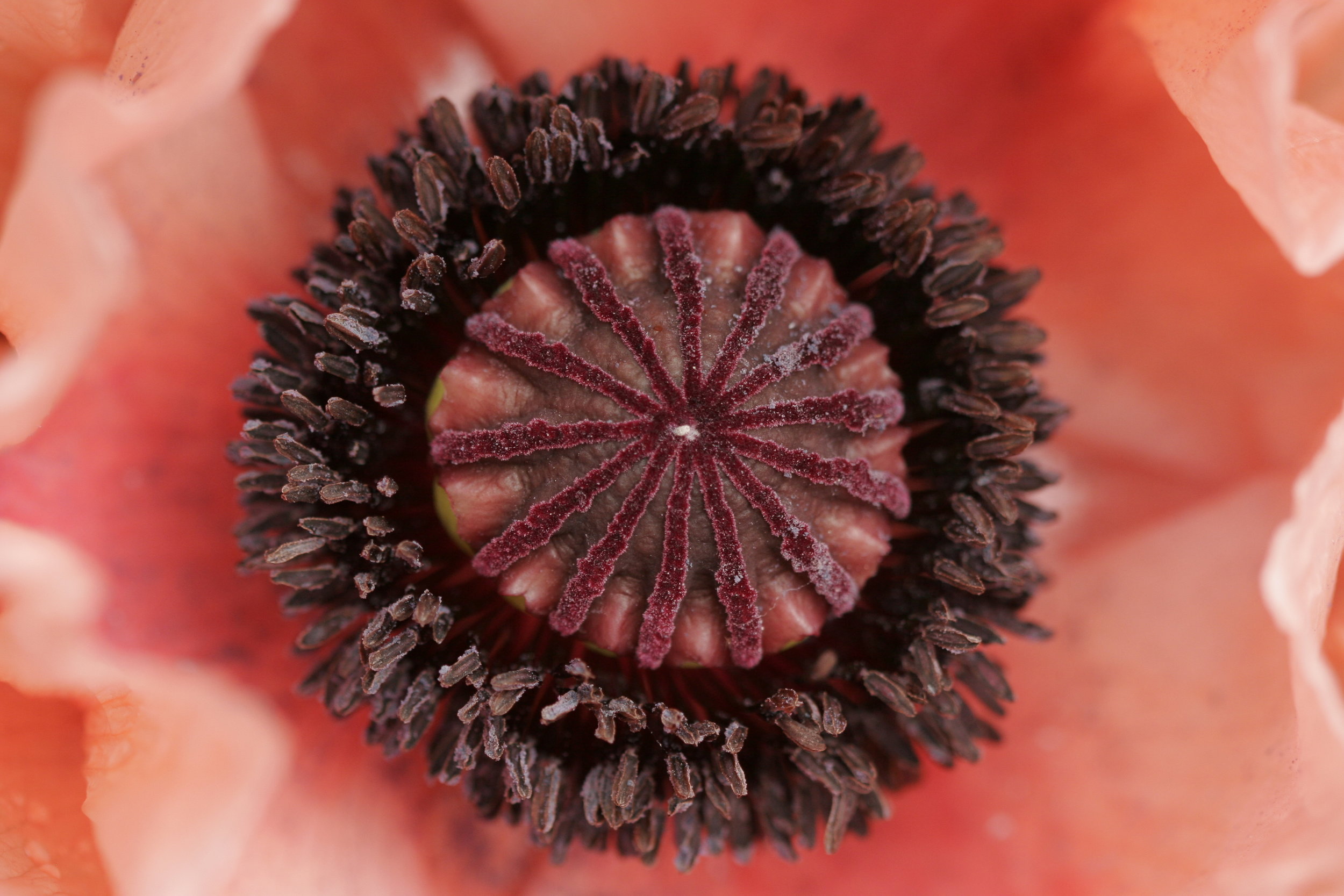 Poppy