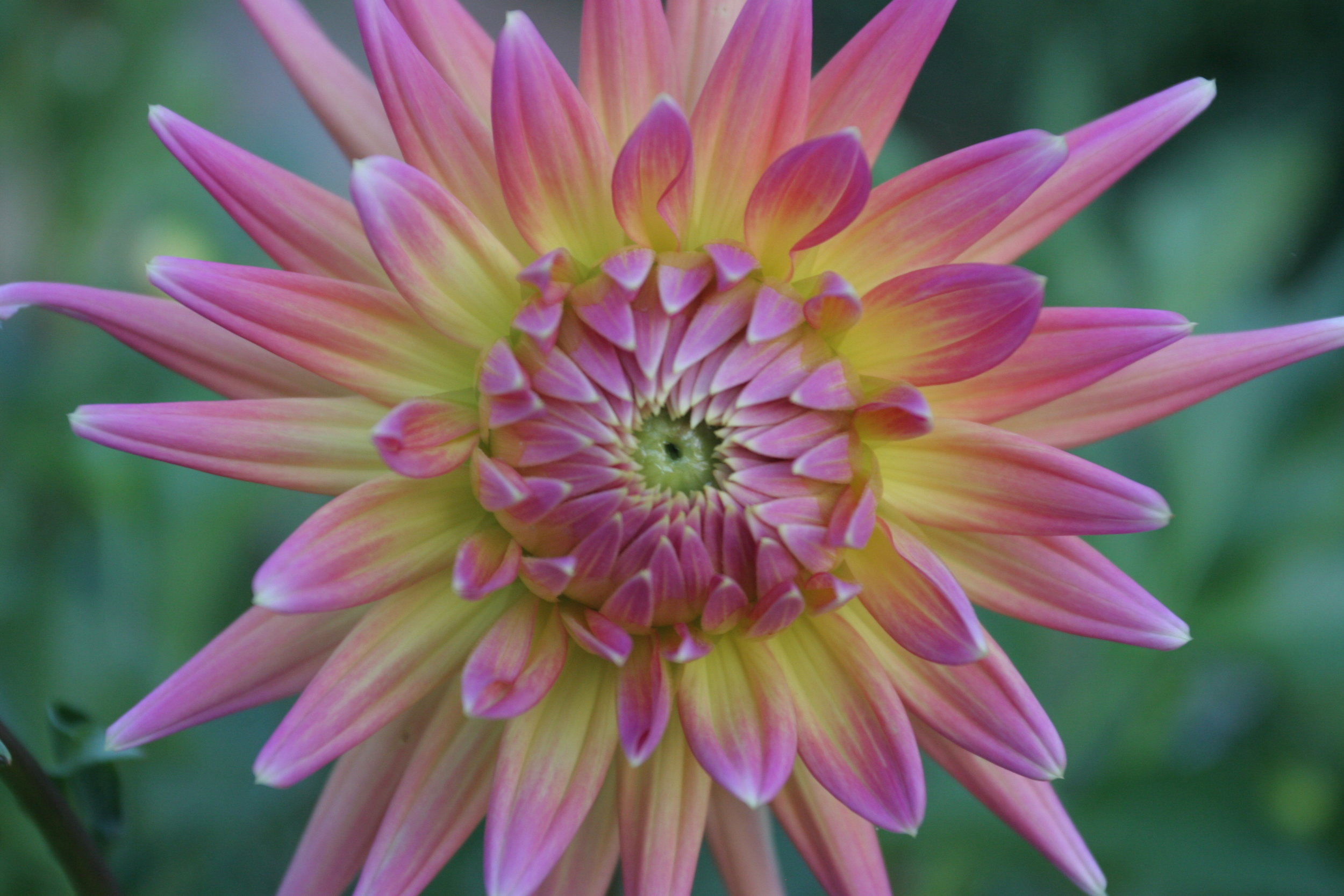 Dahlia