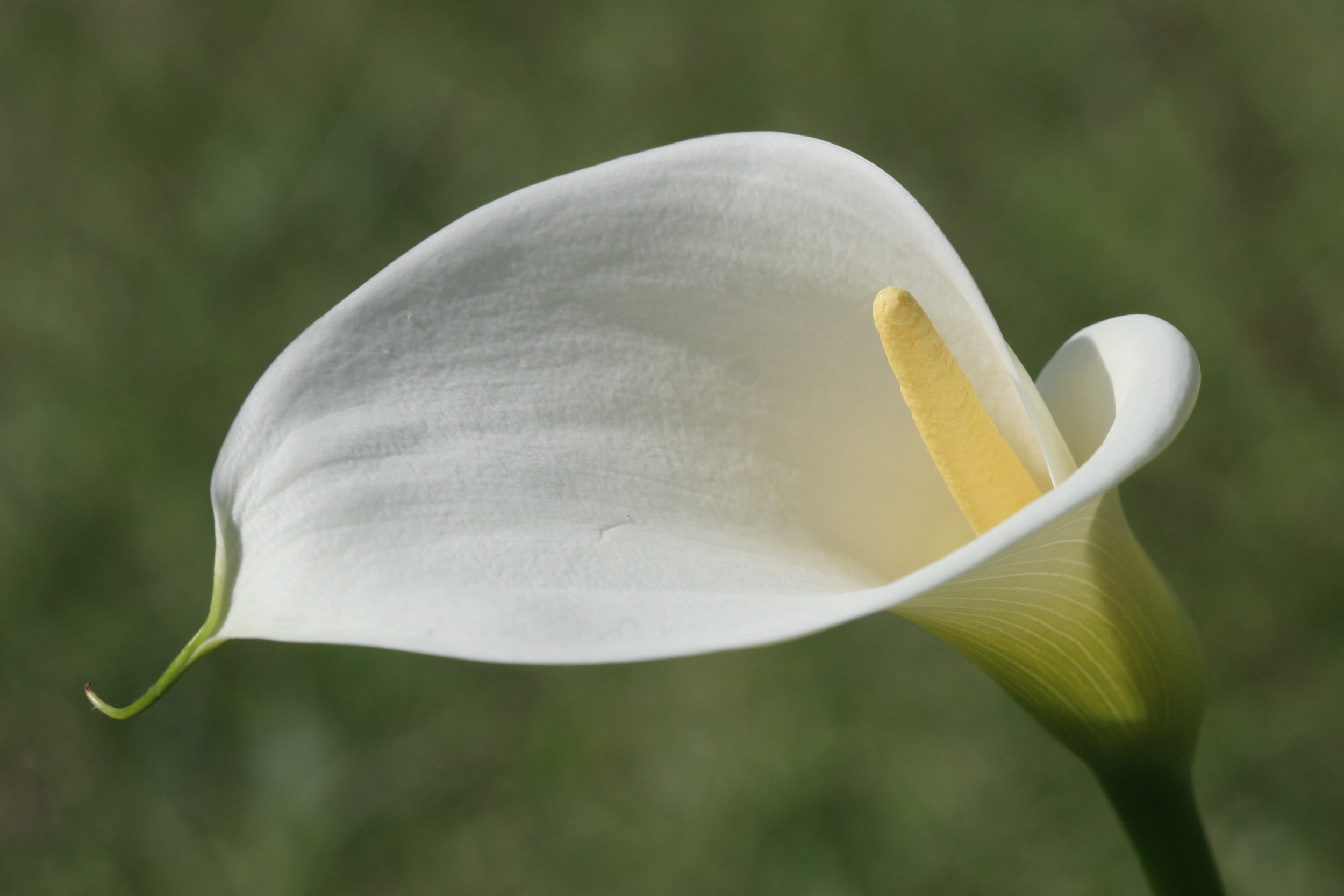 Cala Lily