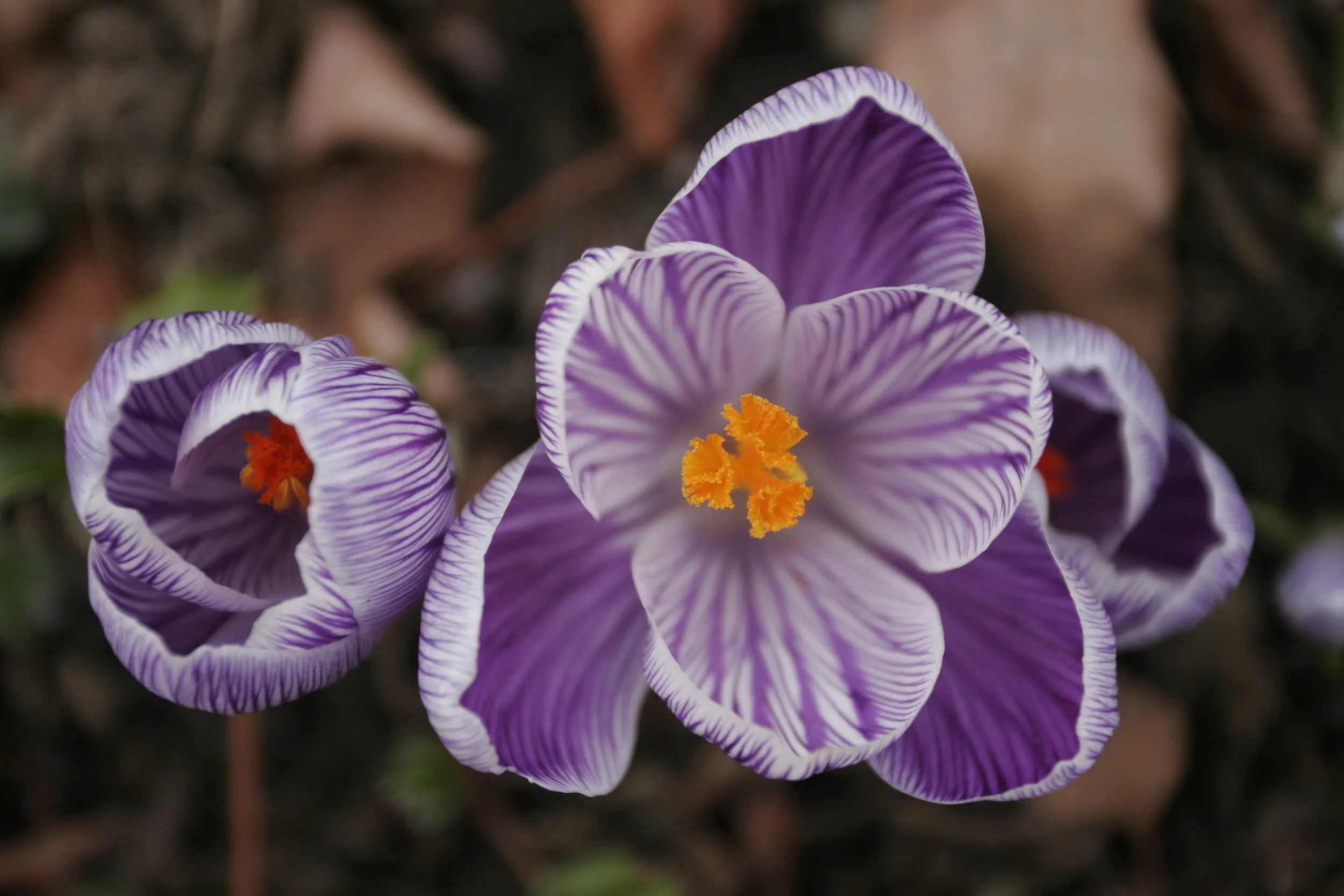 Crocus